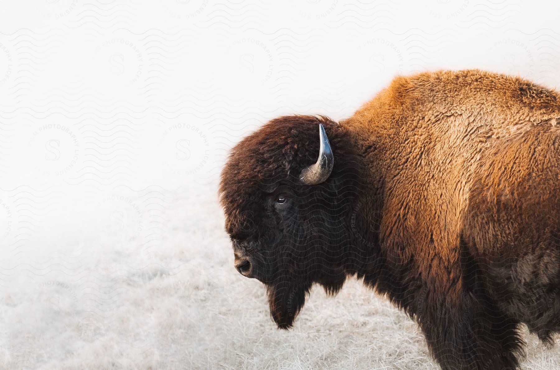 A bison stands outside in the snow with a side view of its head