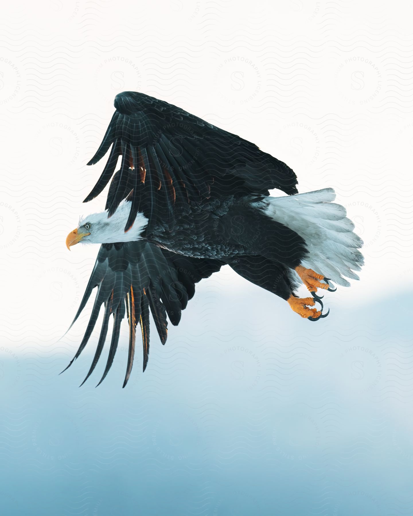 An eagle flies across the sky with its wings spread