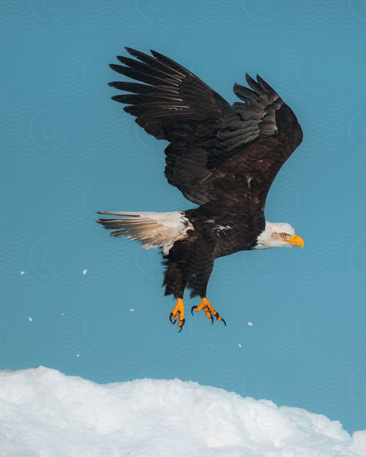 A determined bird with a beak soaring in the sky over snowy terrain