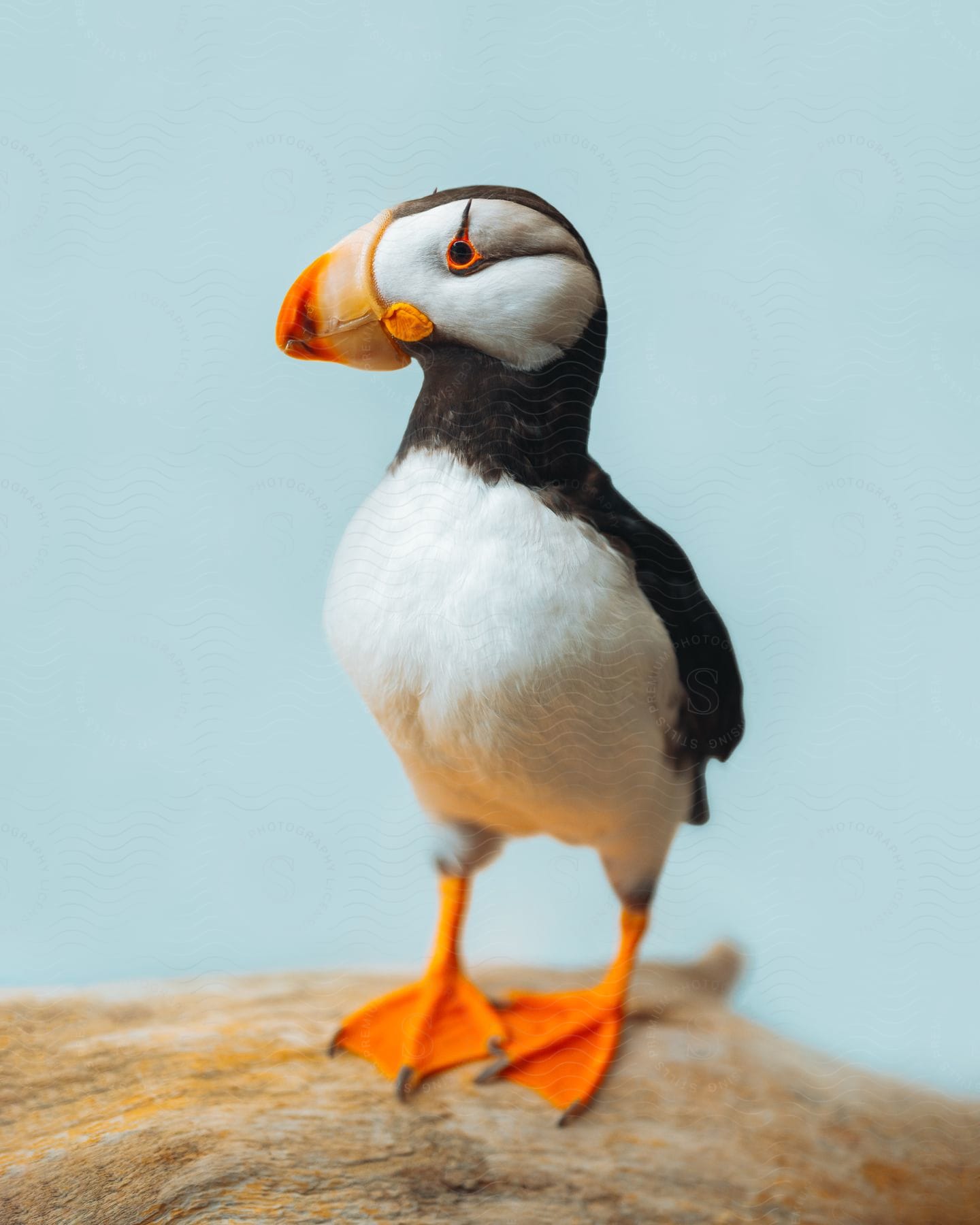 An atlantic puffin with a beak photographed in alaska
