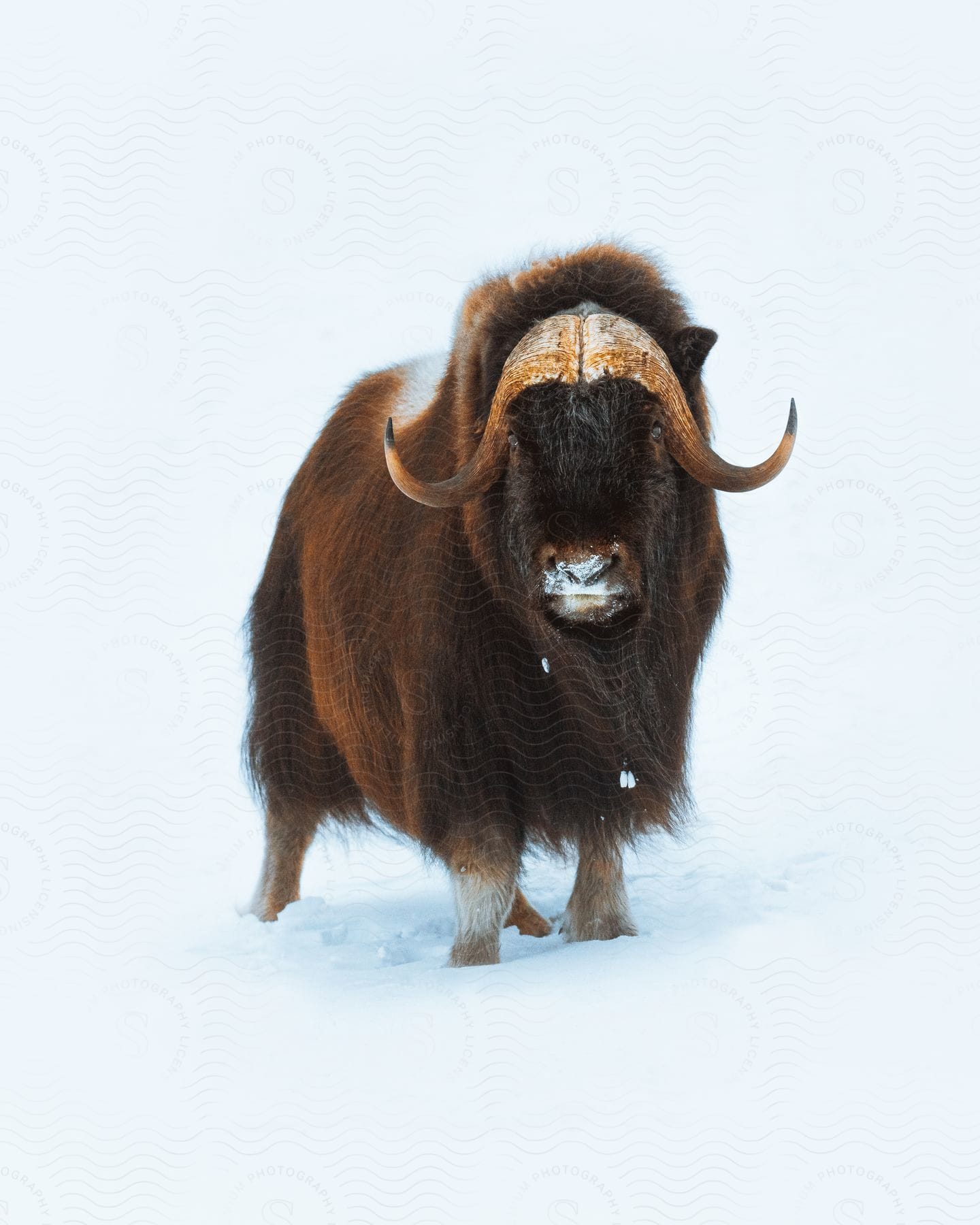 A musk ox stands in the snow looking ahead