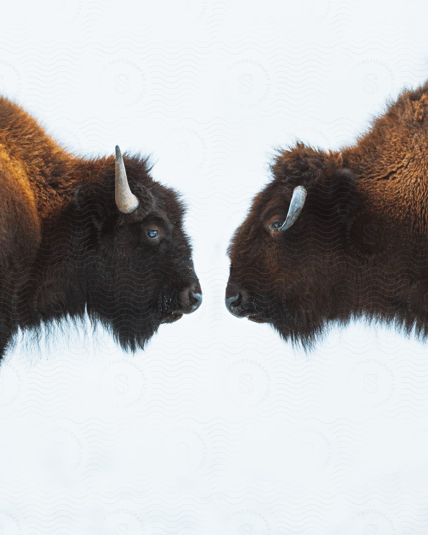 Two Bison Facing Each Other