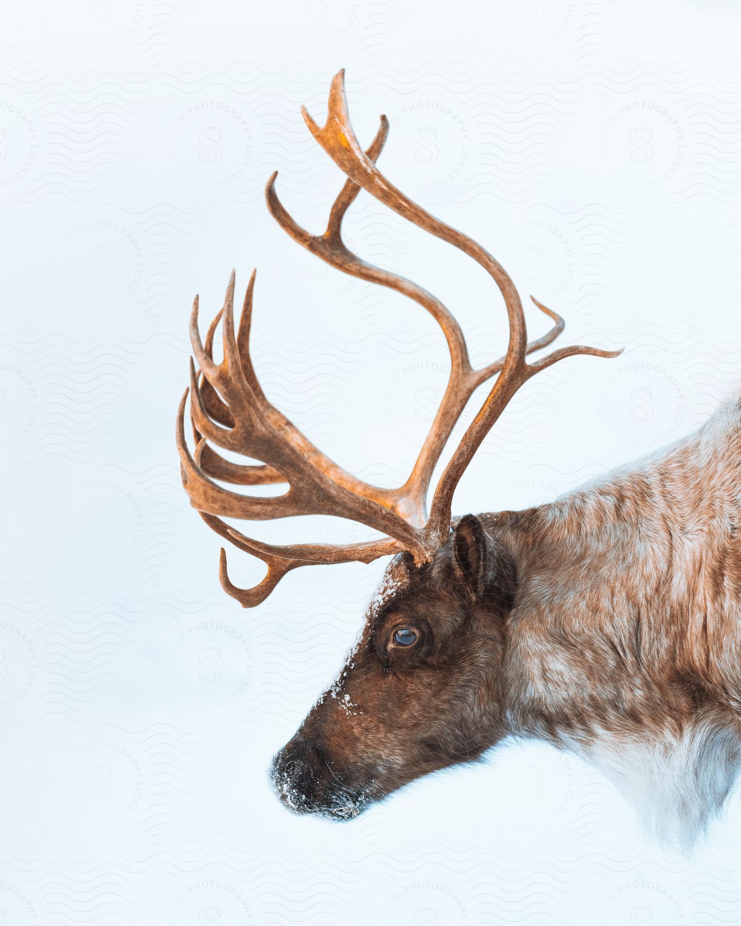 A reindeer with large antlers and snow on its face looking forward