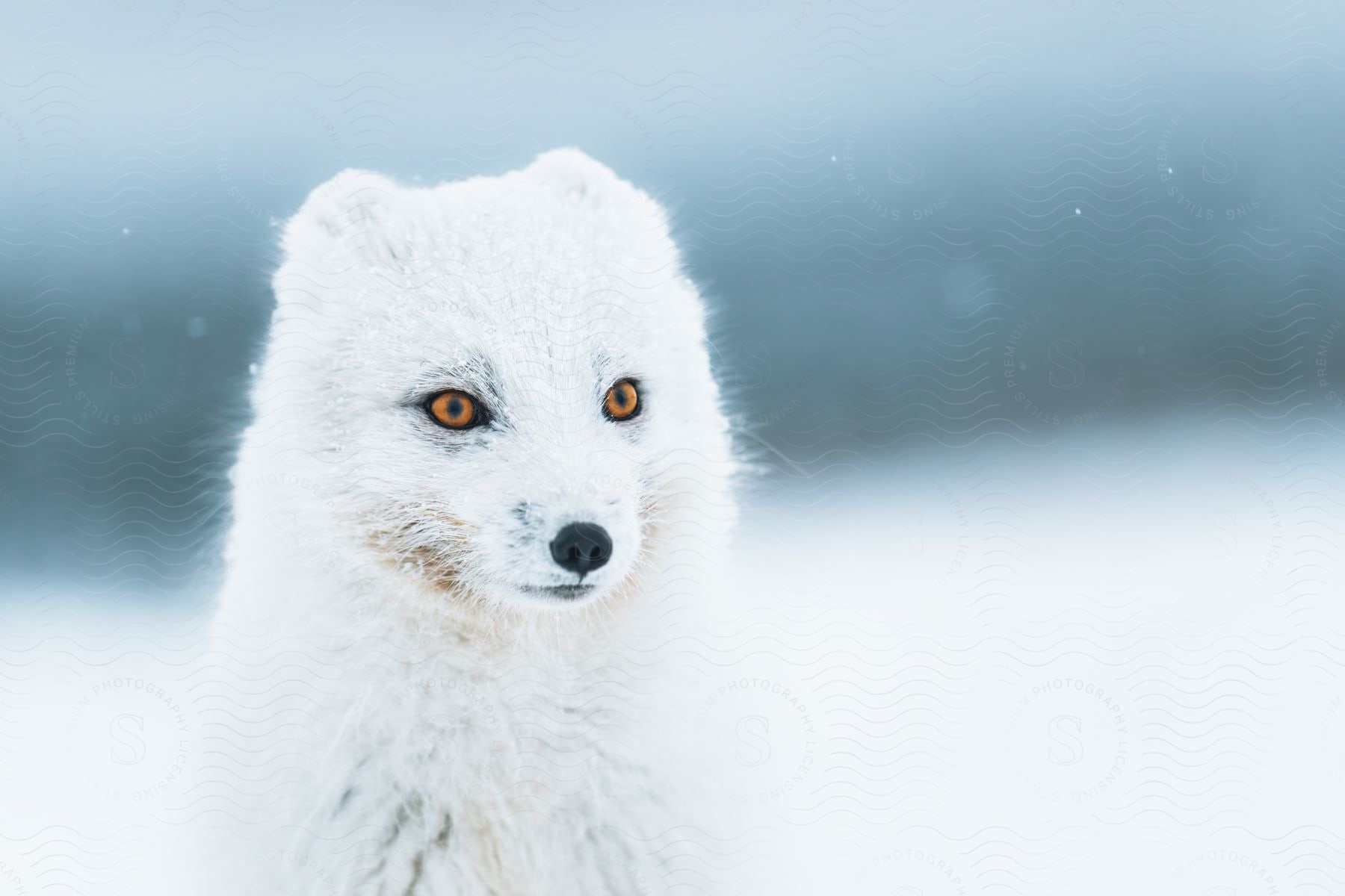 A white fur fox in a snowy wilderness