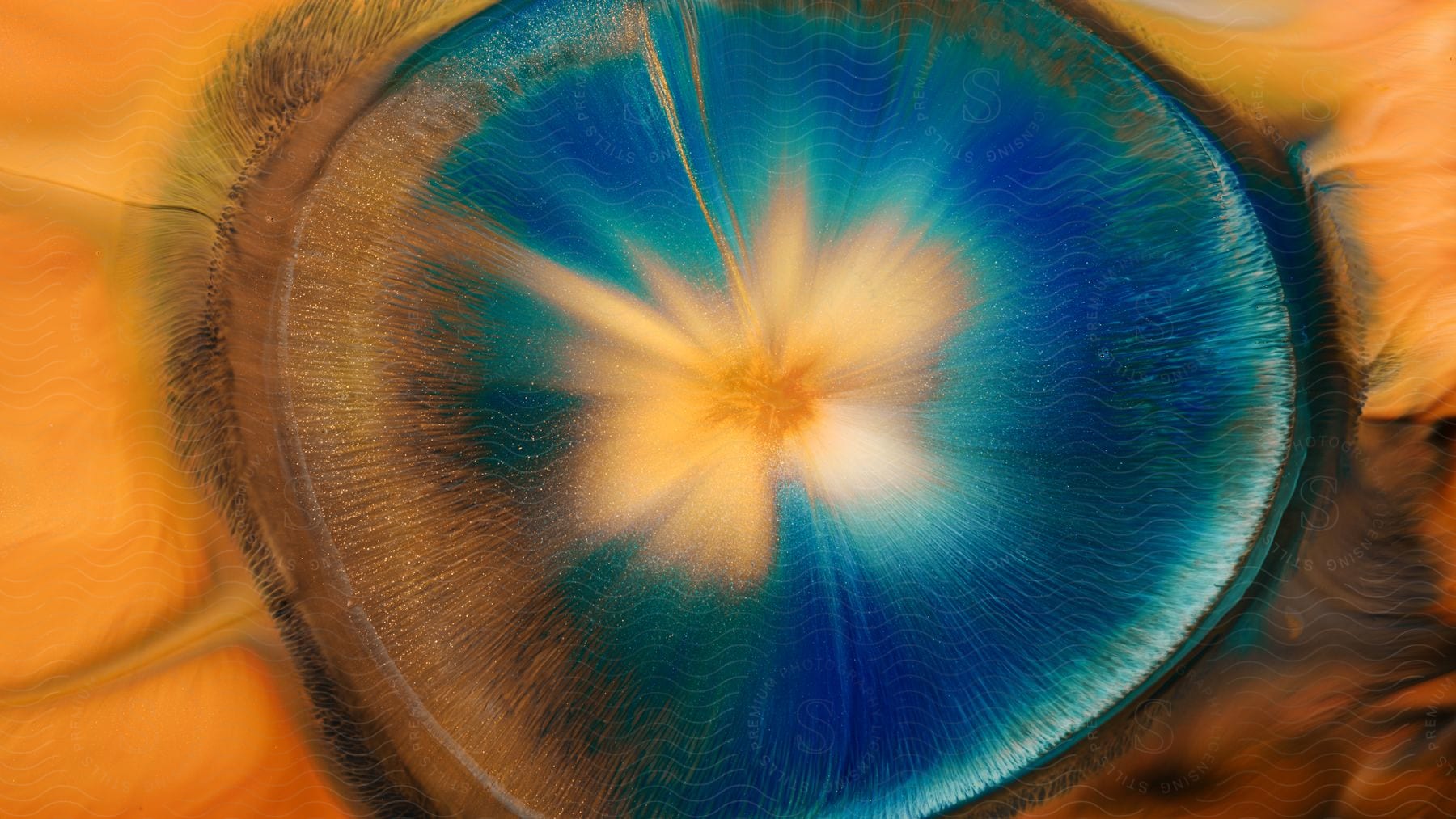 An orange cut in half with blue and yellow art designed on it