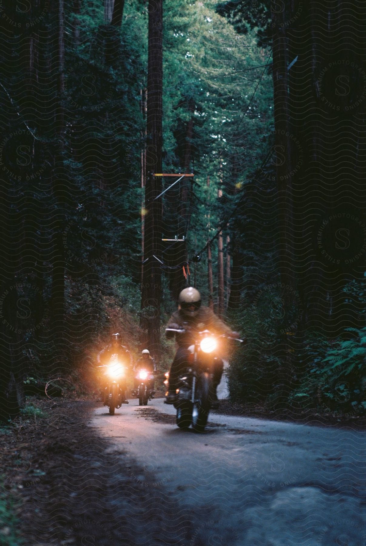 Three motorcycles drive down a blacktop road in the forest