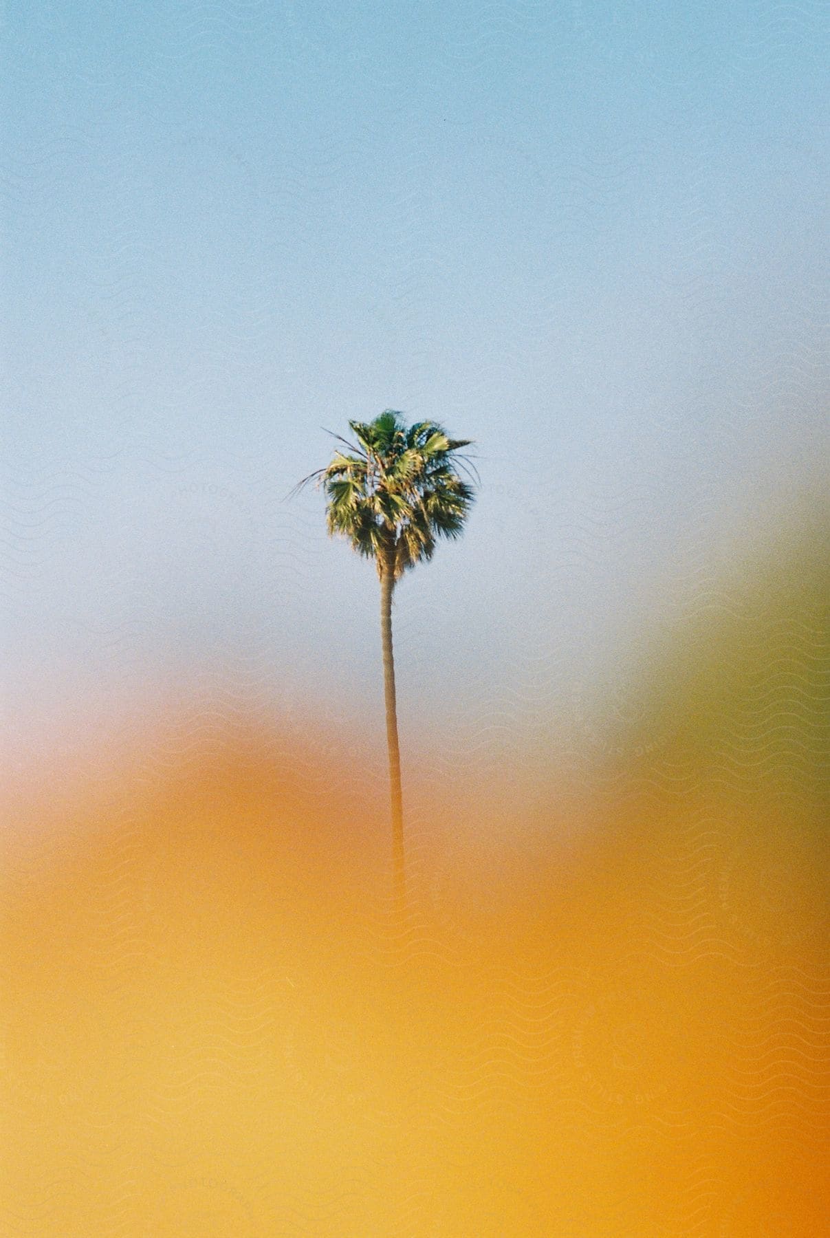 A palm tree against a clear blue sky in california