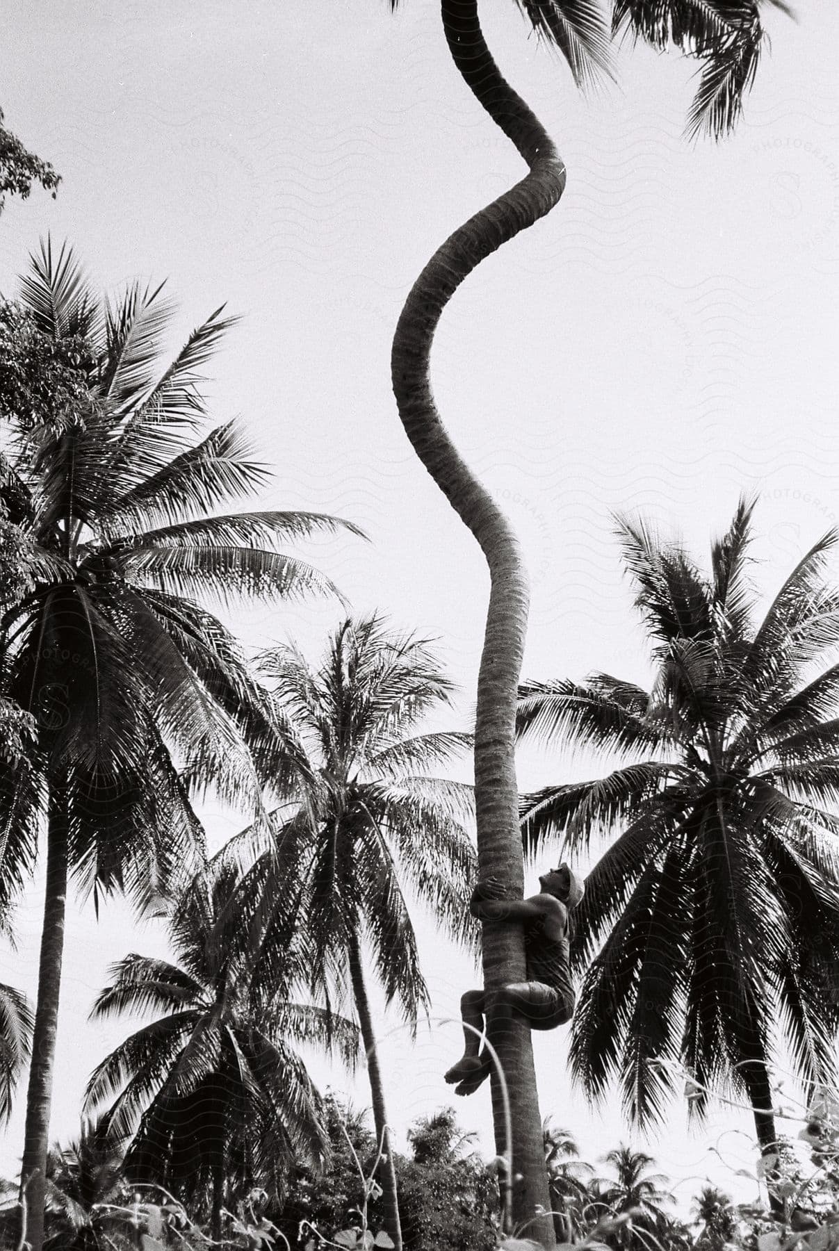 A man climbs a palm tree trunk outdoors