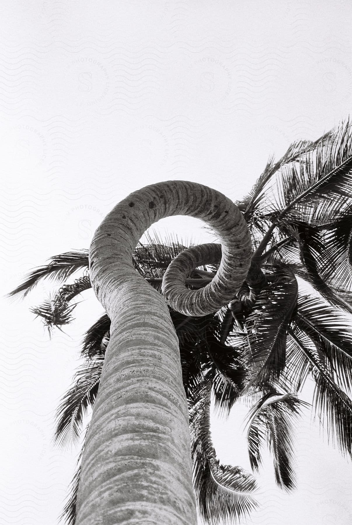 A palm tree seen from below