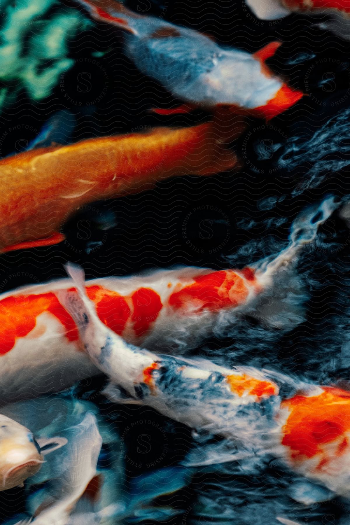 Koi fish swimming in water