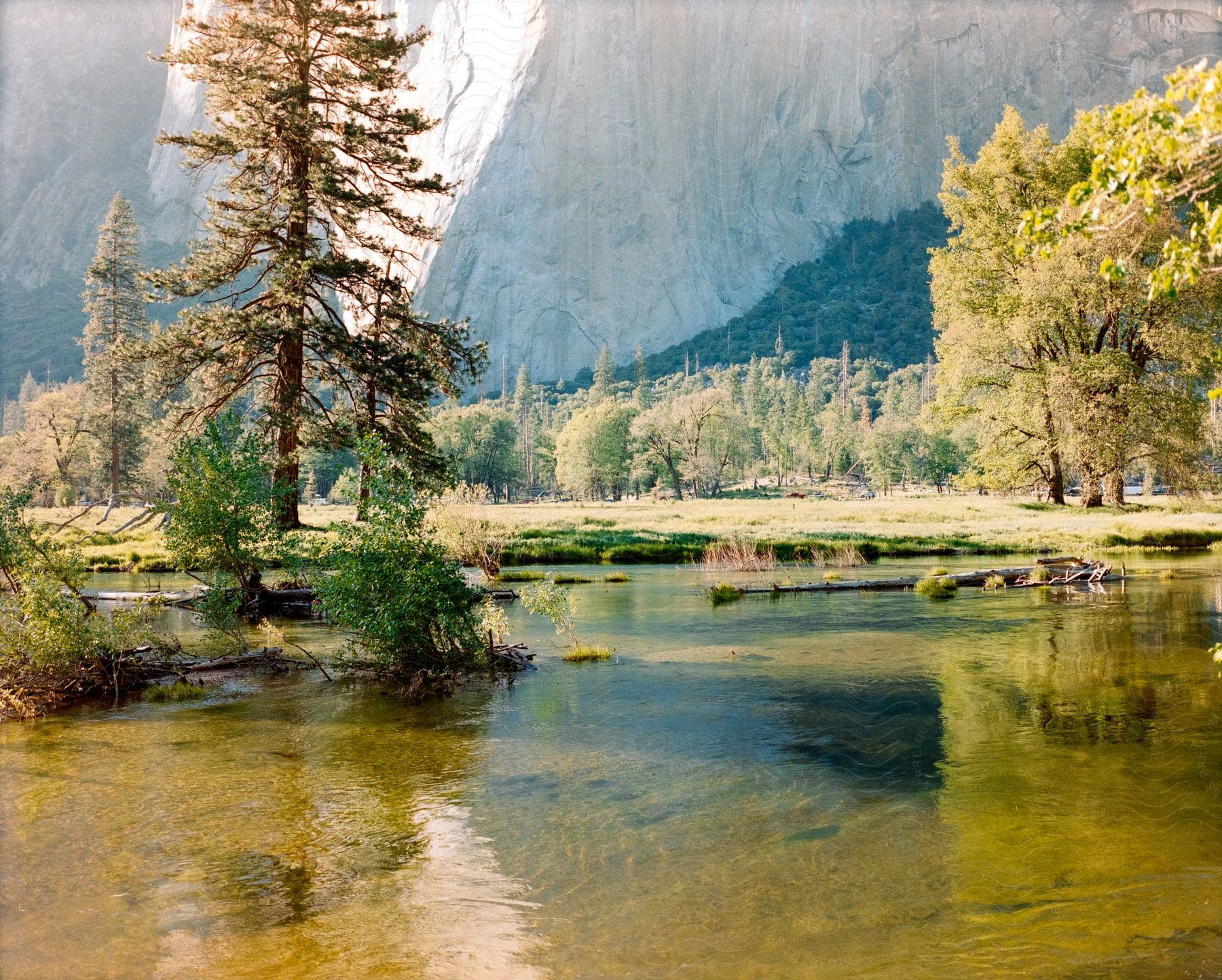 Shallow lake water with trees and a towering rock wall in the background on a bright sunny day