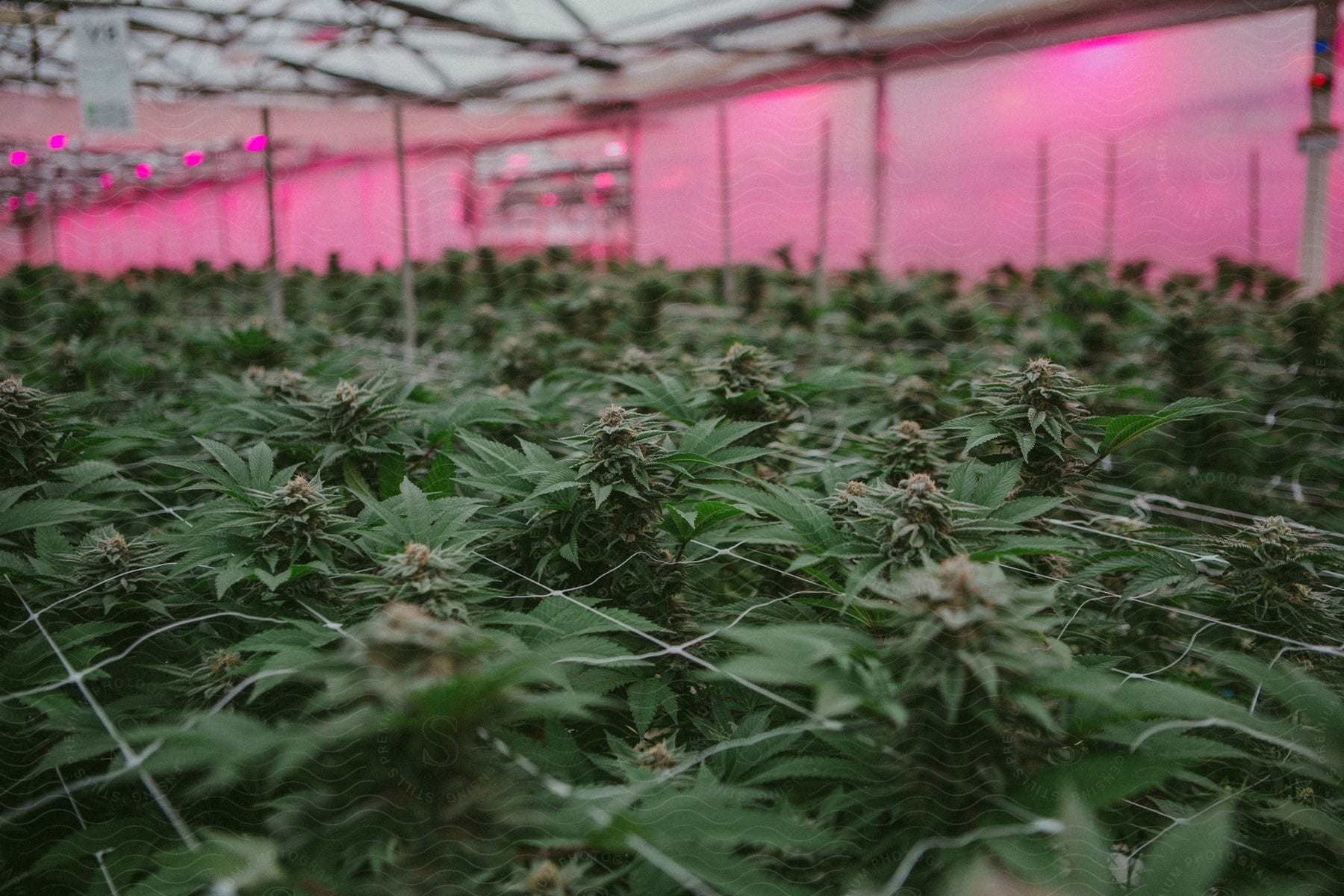 Marijuana growing in a greenhouse