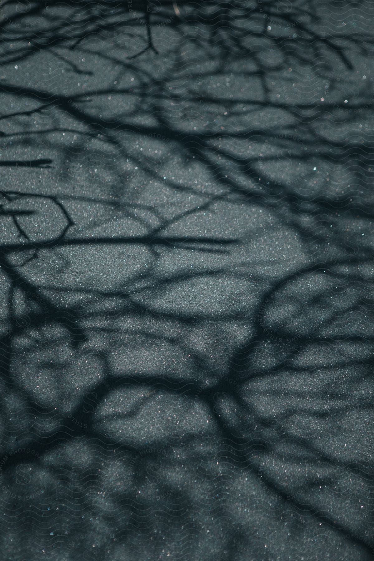 Shadows of tree branches on asphalt