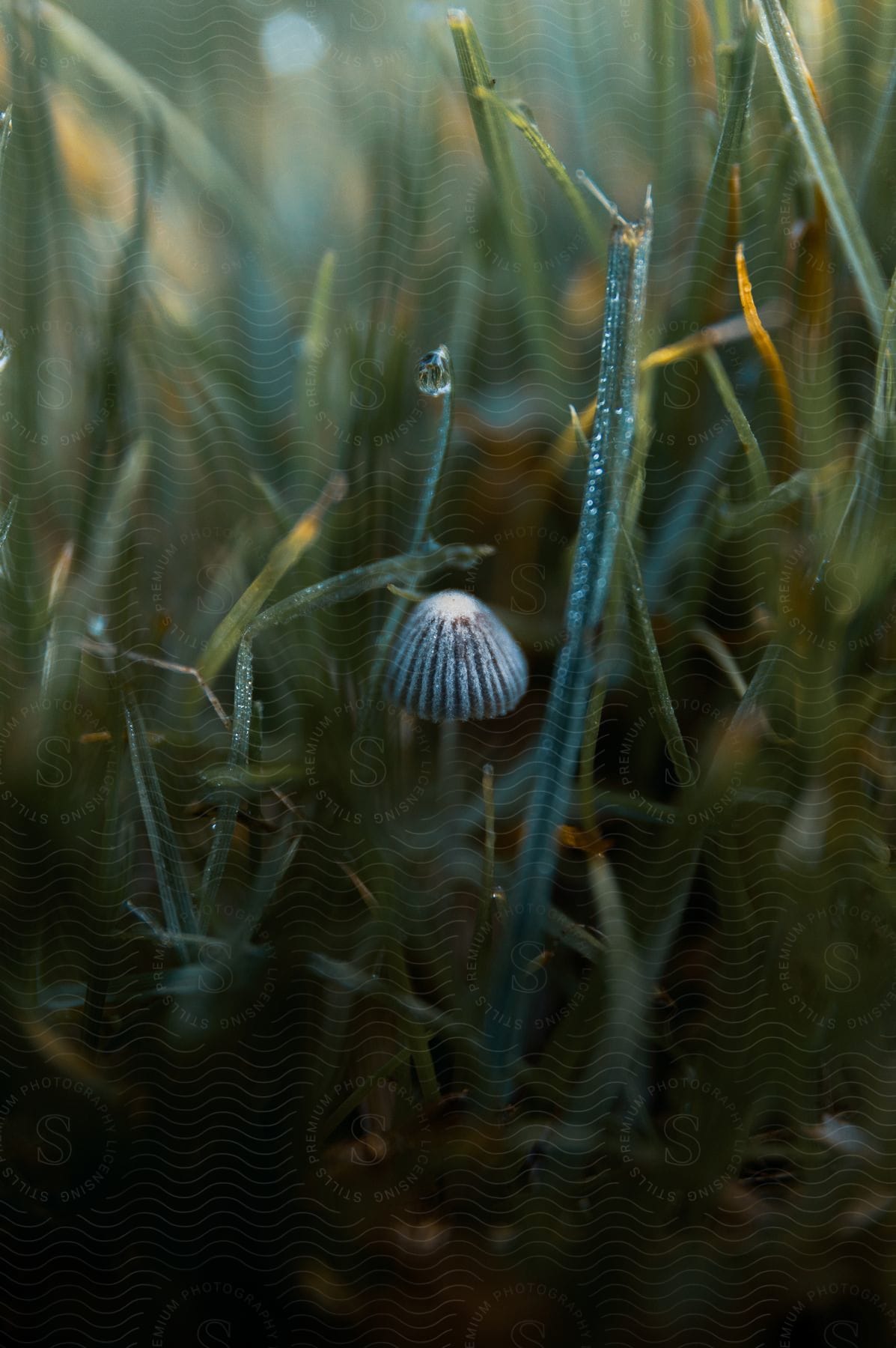 A mushroom growing in tall grass in a nature setting