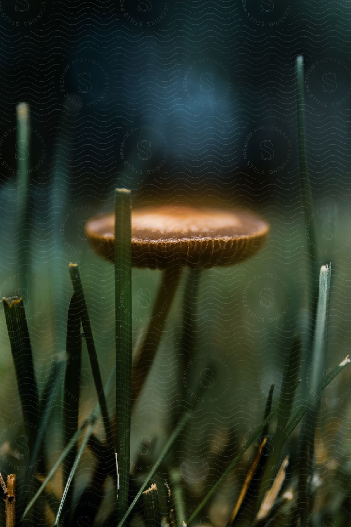 A mushroom sprouting from the ground amidst other grasses