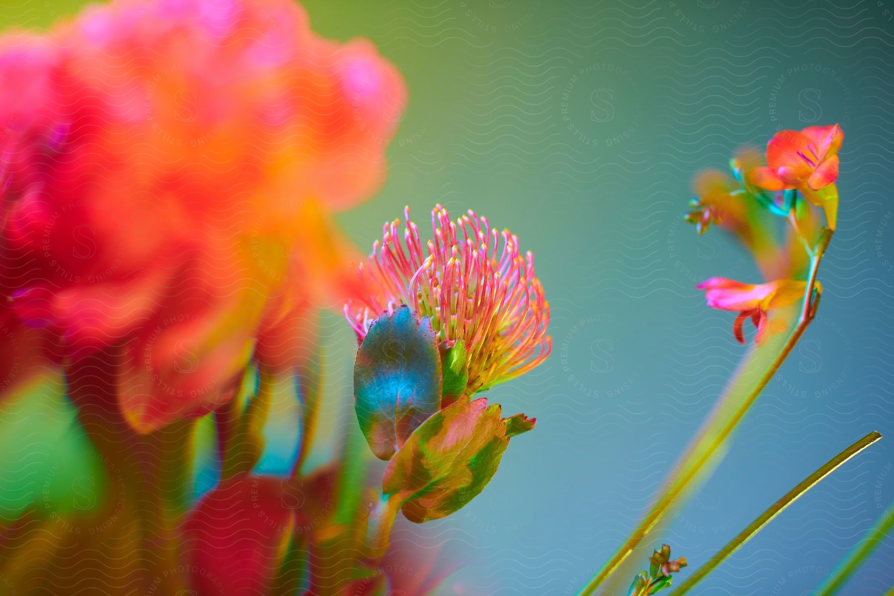 A photograph of pink flowers in natural daylight