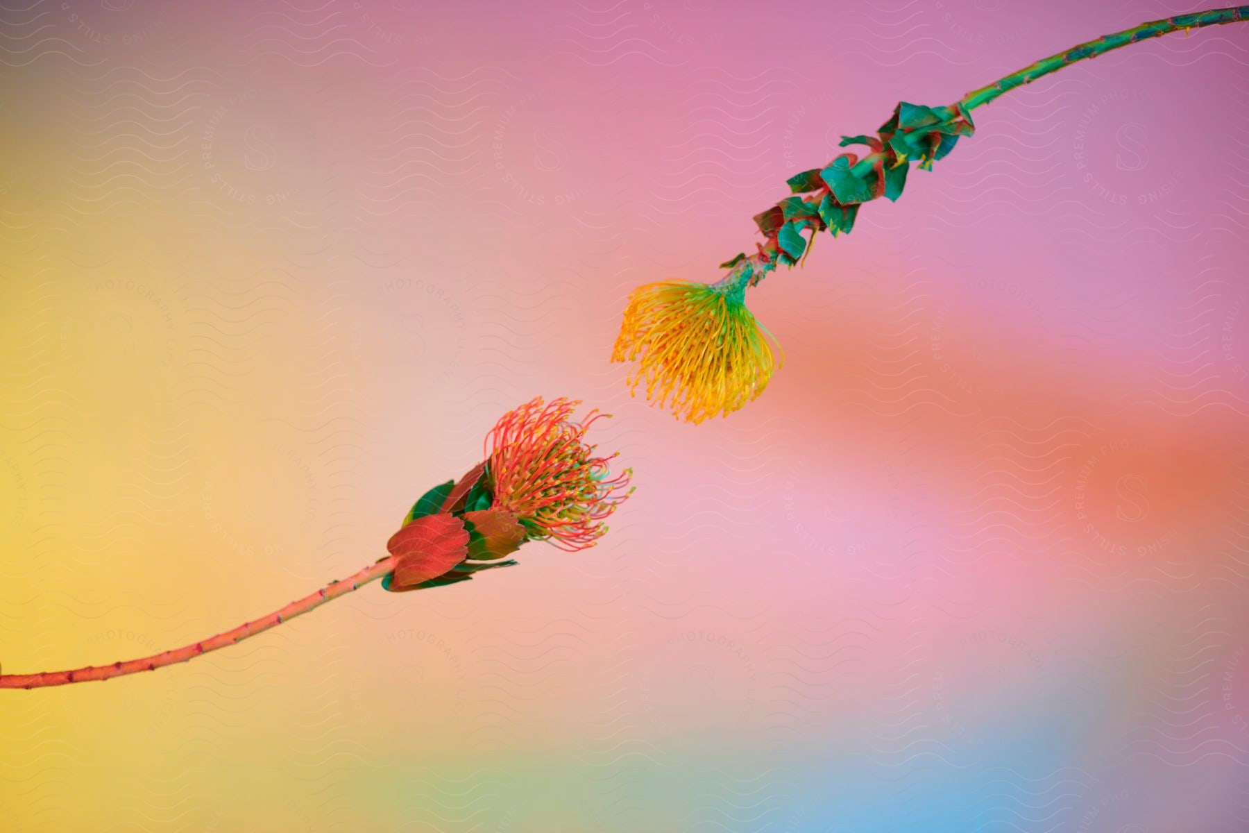 Two colorful flowers are photographed in vibrant lighting