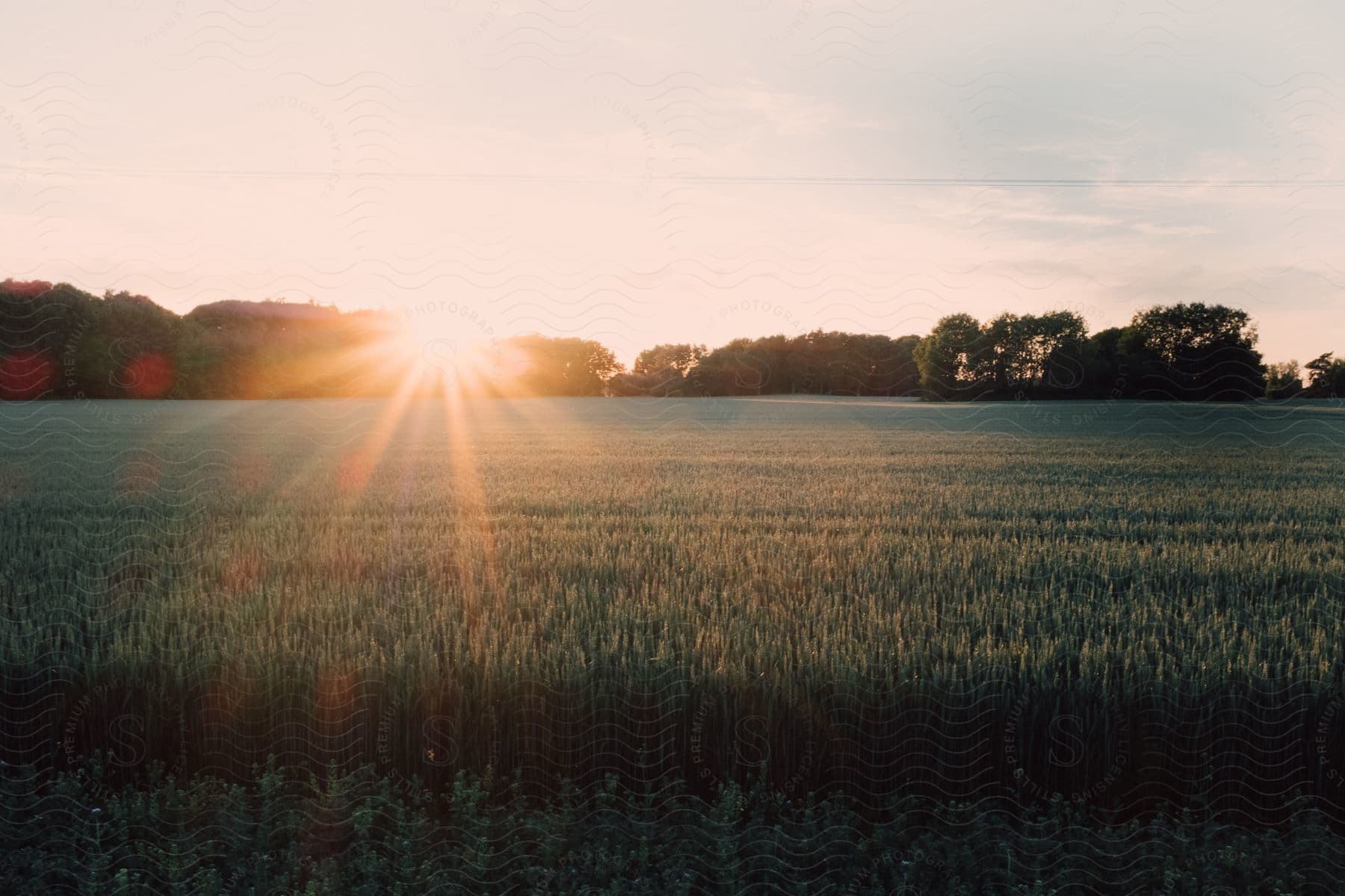 Stock photo of a field of crops at sunset