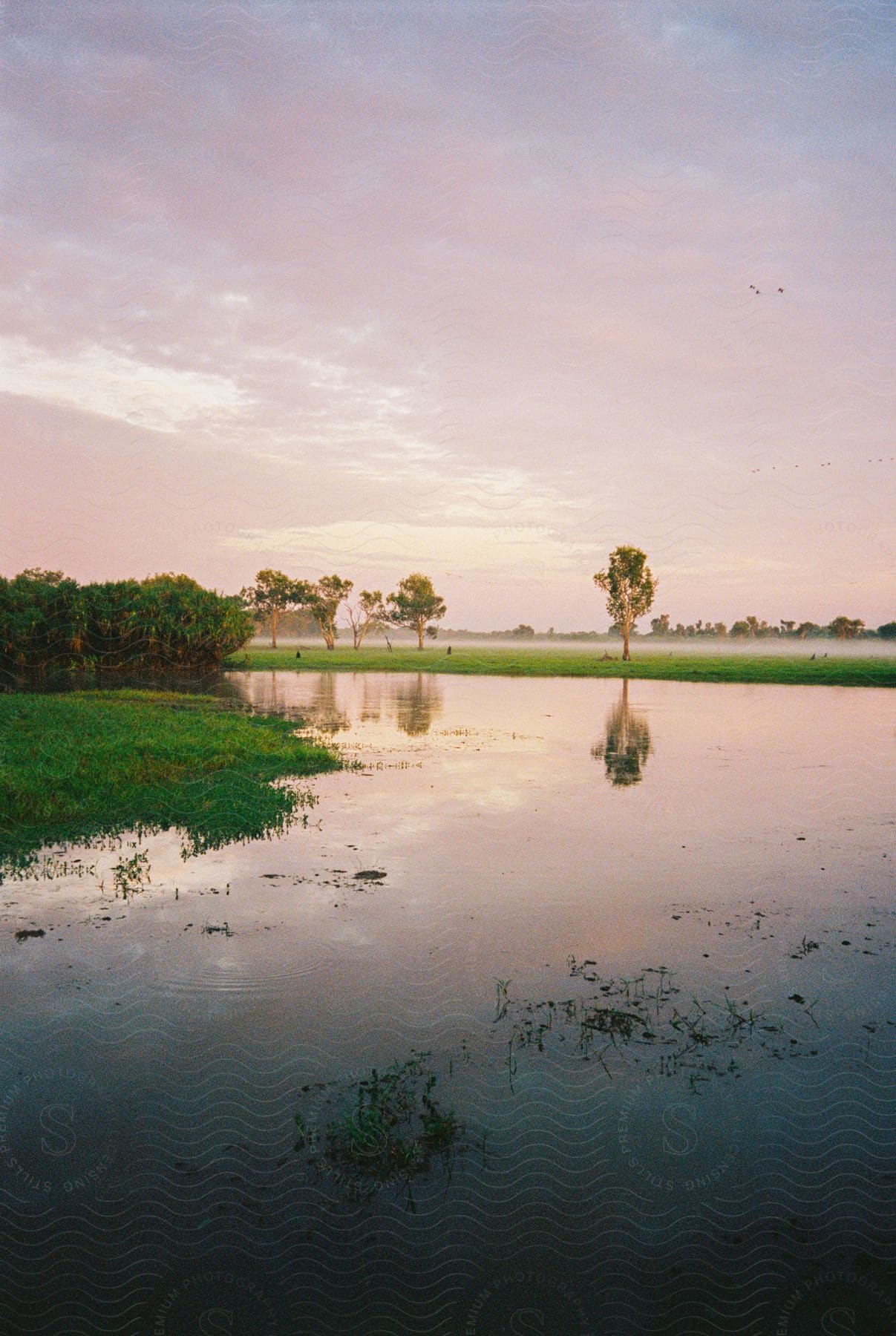 A flooded grassland under a pink sunset sky