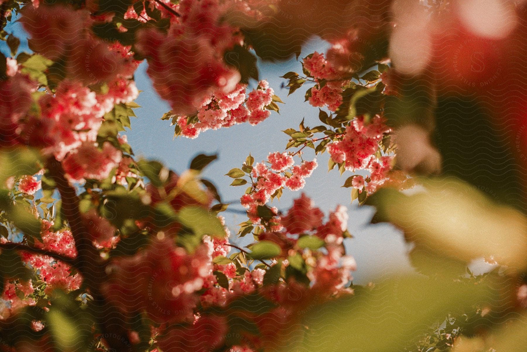 Stock photo of a garden with red flowers in full bloom