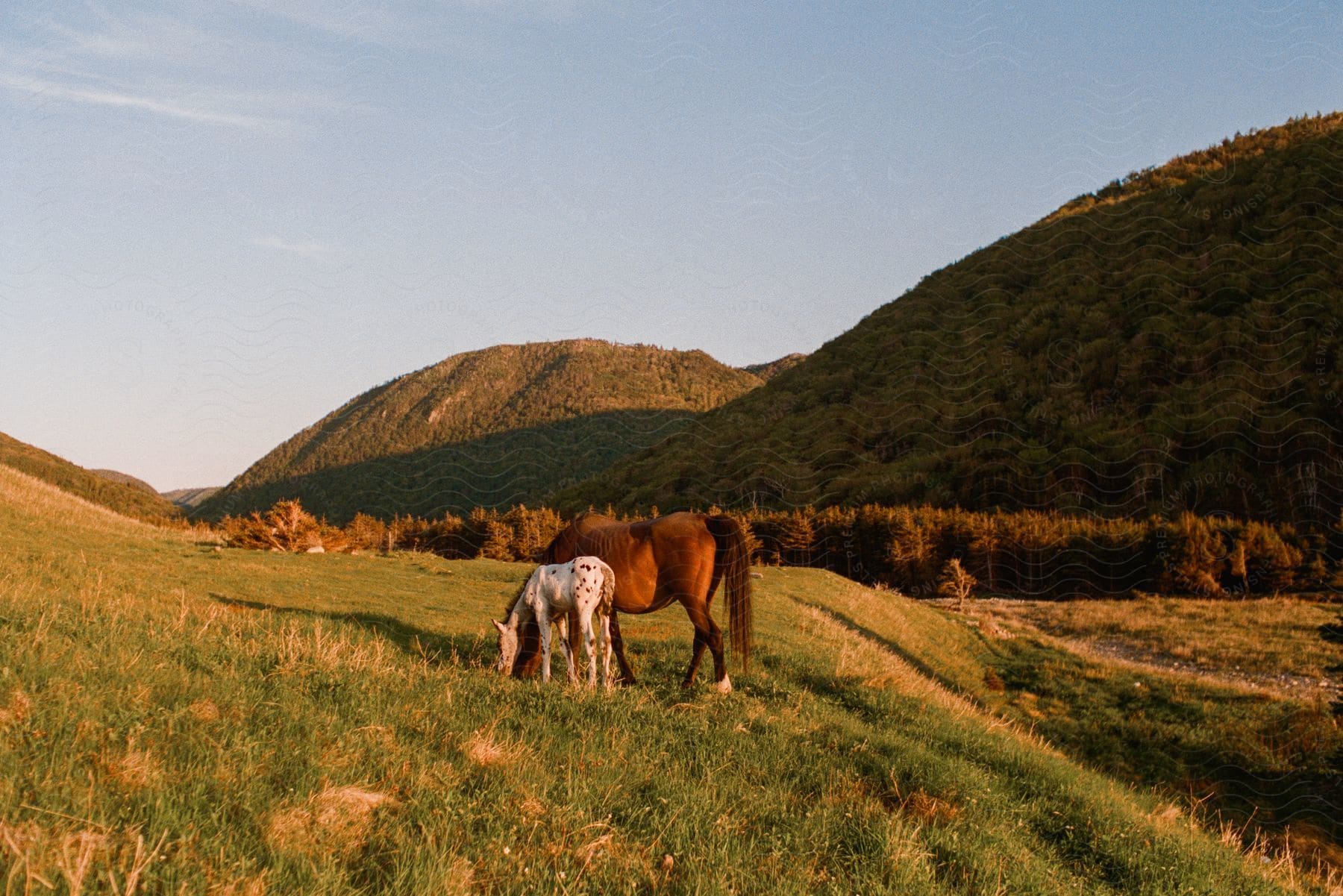 Two horses grazing on a grassy hill in the countryside