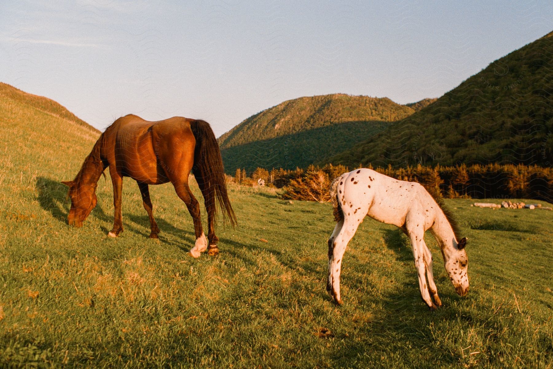 A horse peacefully grazing on green grass with a mountain in the background