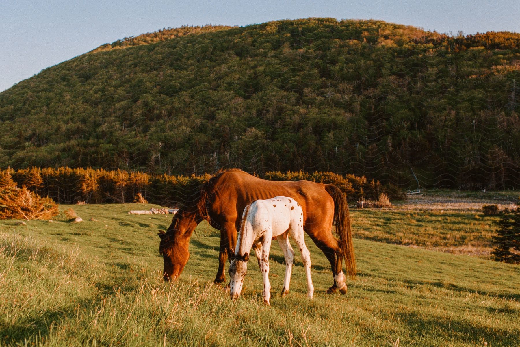 Two horses grazing on green grass near mountains