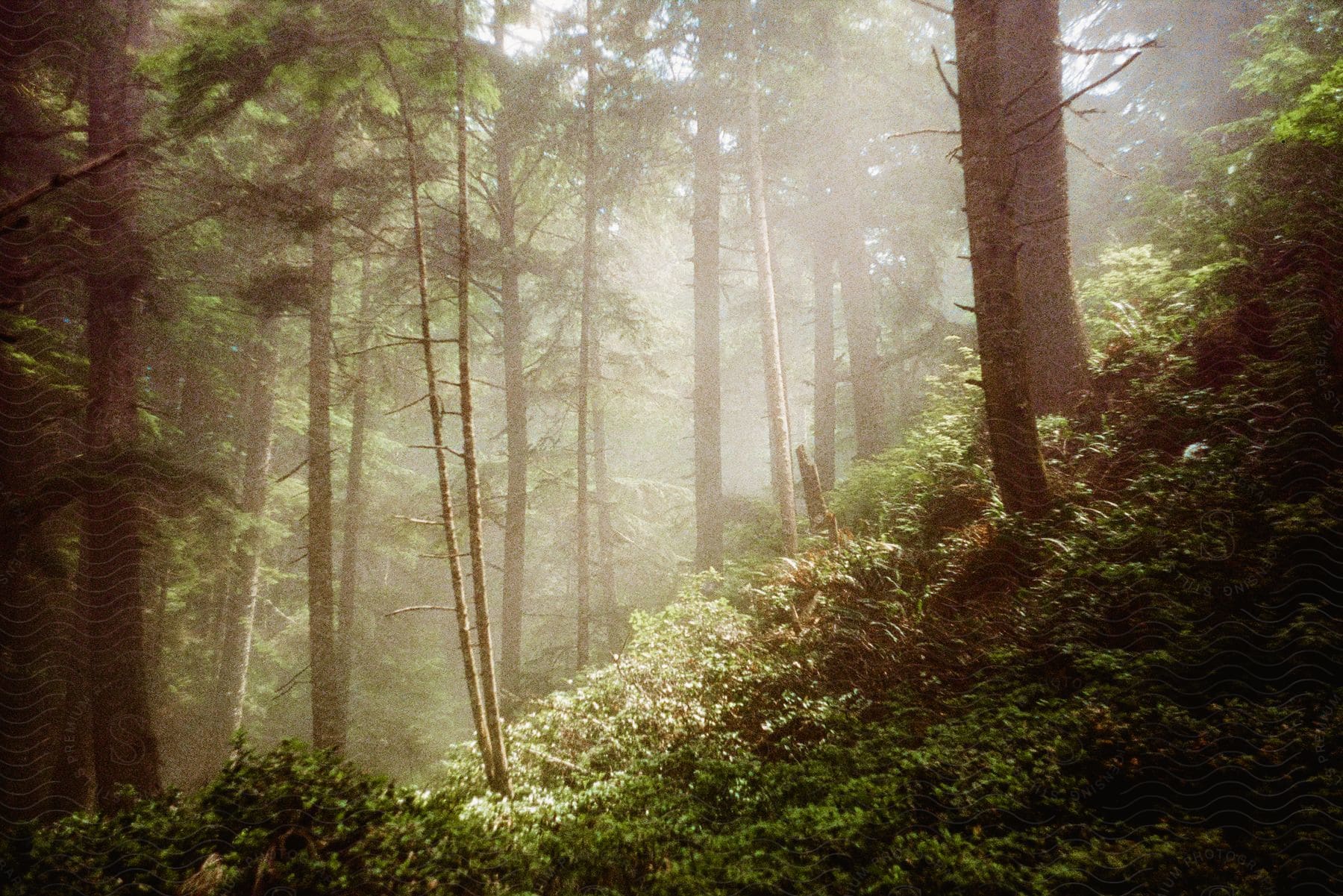 A foggy woodland path in the pacific northwest