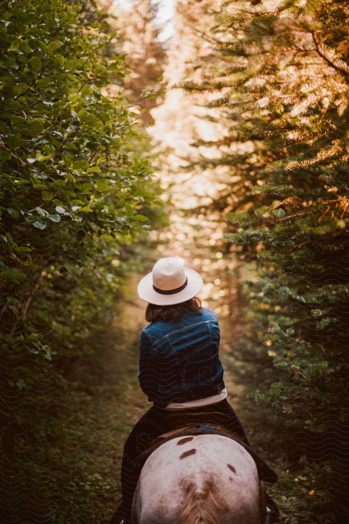 A person is riding a horse in a forest