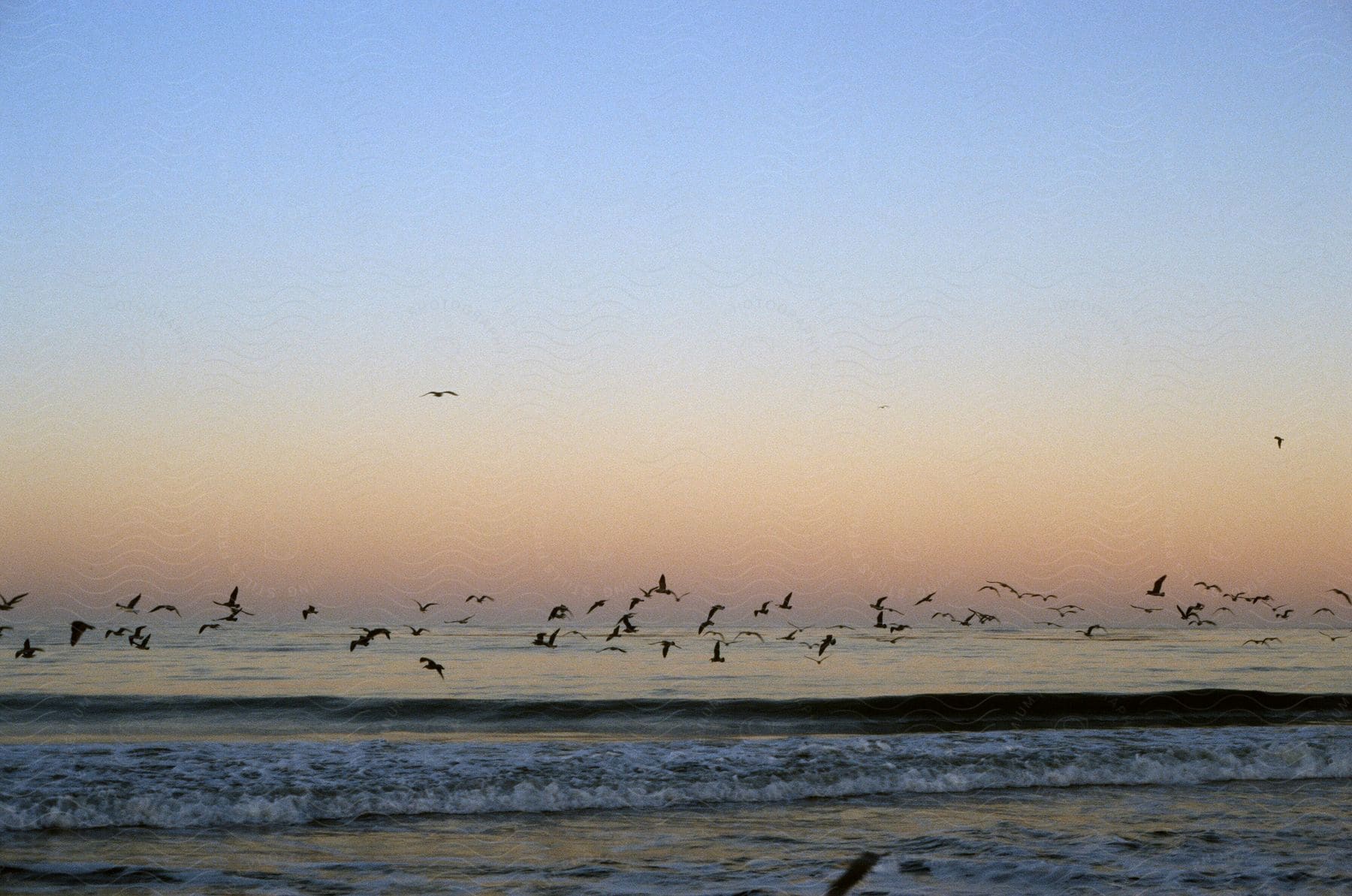Stock photo of a group of sea gulls flying near the beach at sunset