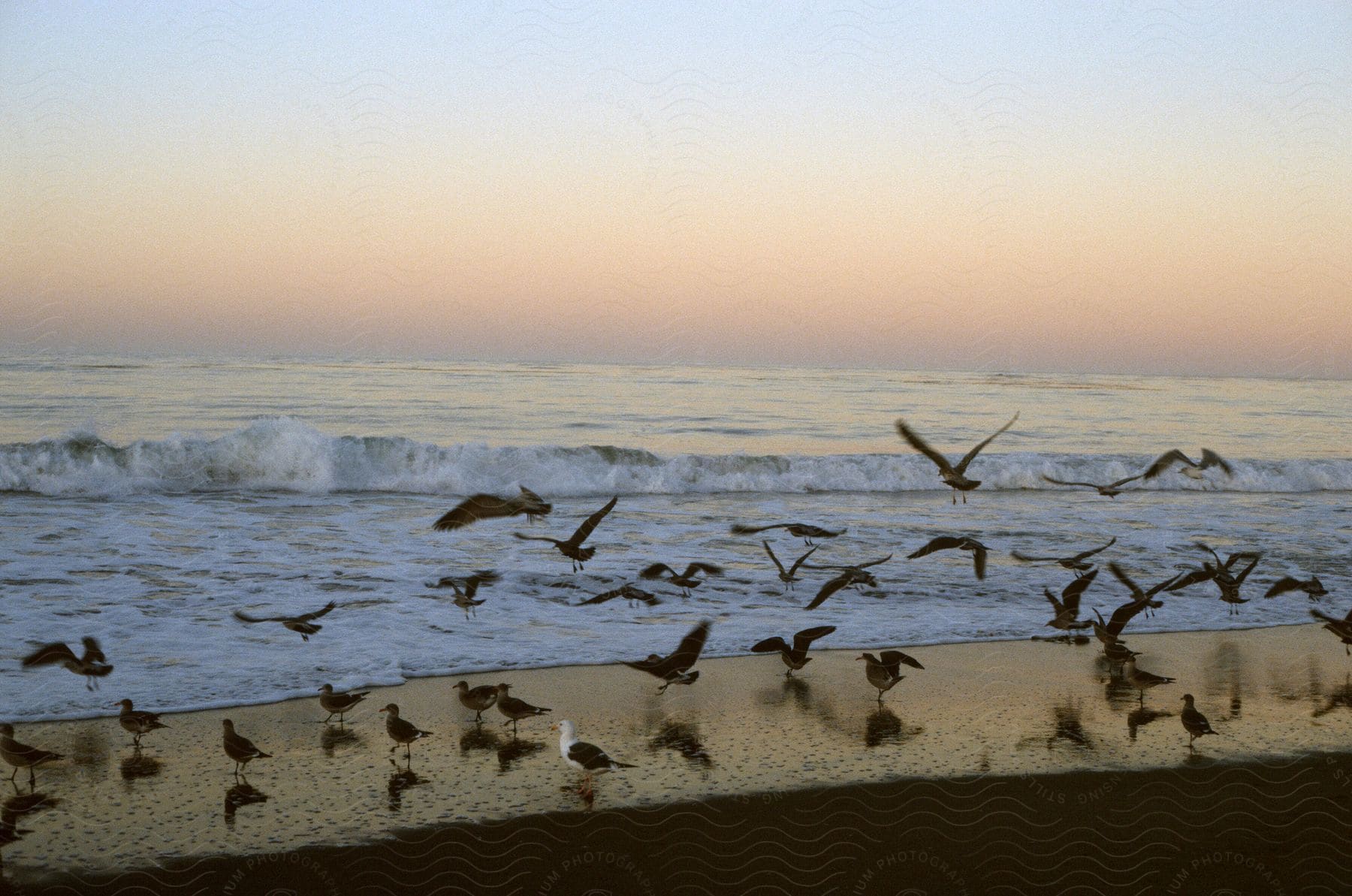 Sea birds fly over the ocean and land on the beach