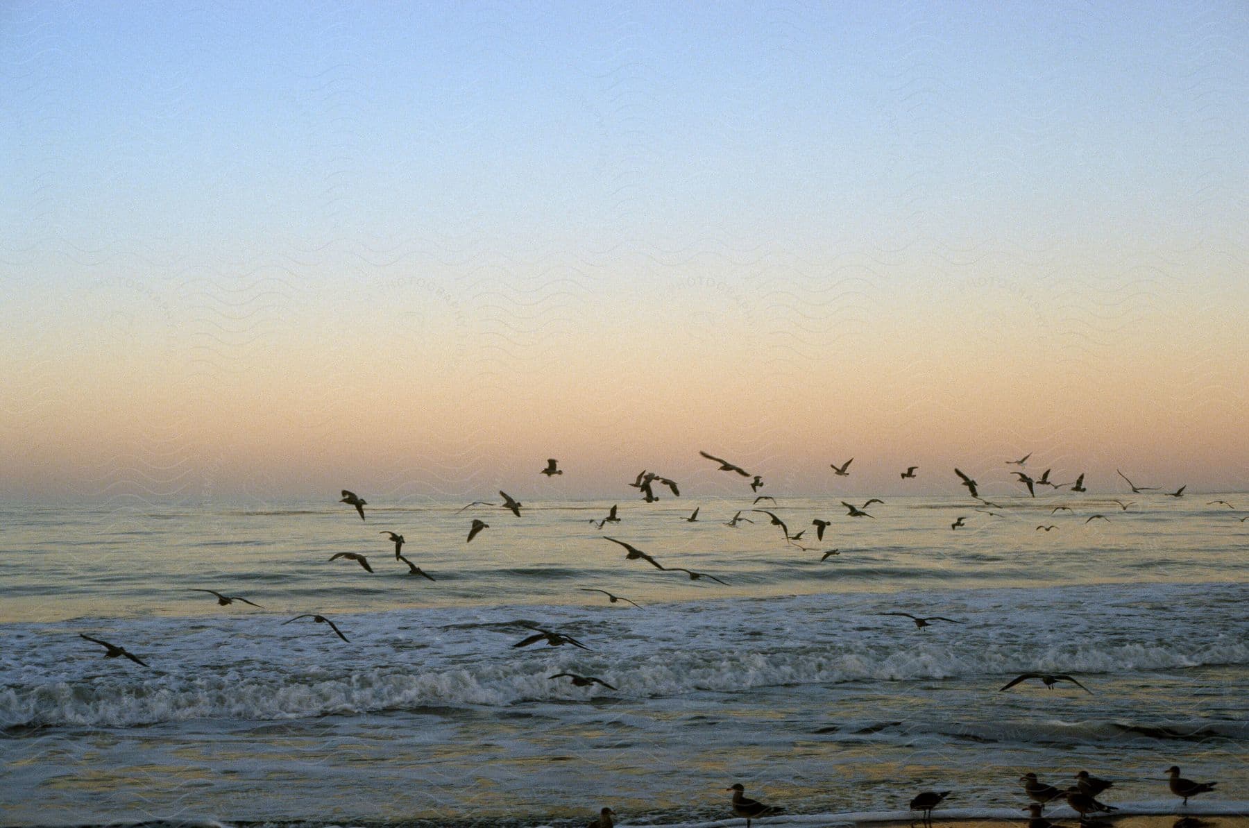 Birds flying over sea water next to others landed on the beach during dusk or dawn