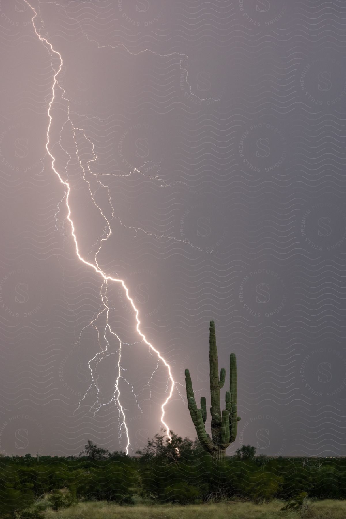 Lightning strikes behind a cactus in the night sky