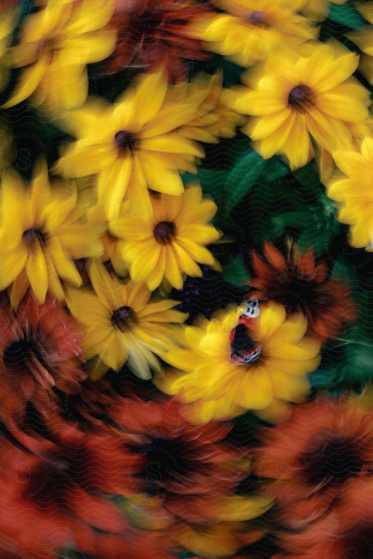 A swirling arrangement of yellow and orange sunflowers seen from above