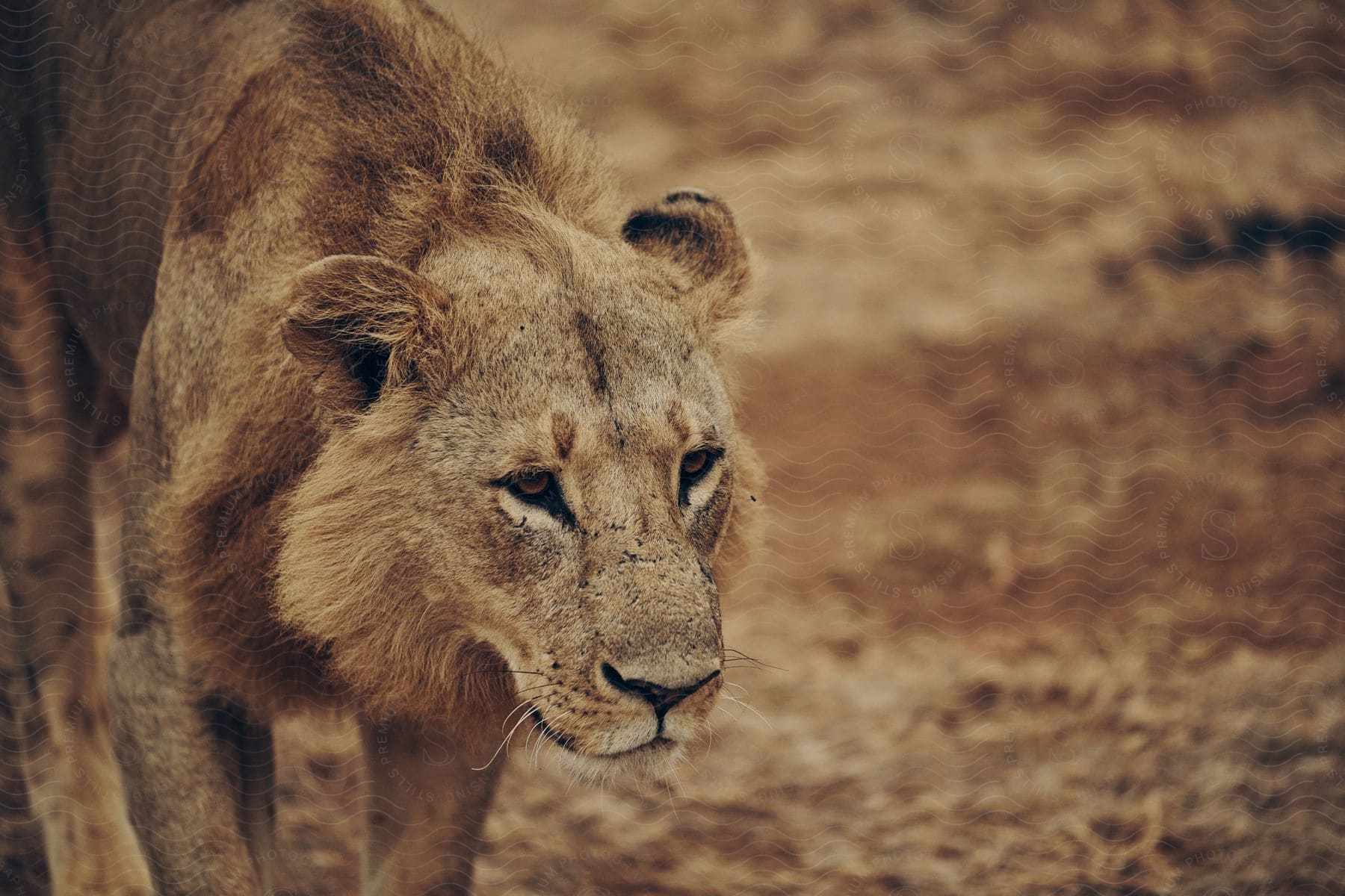 A lion standing in a desert