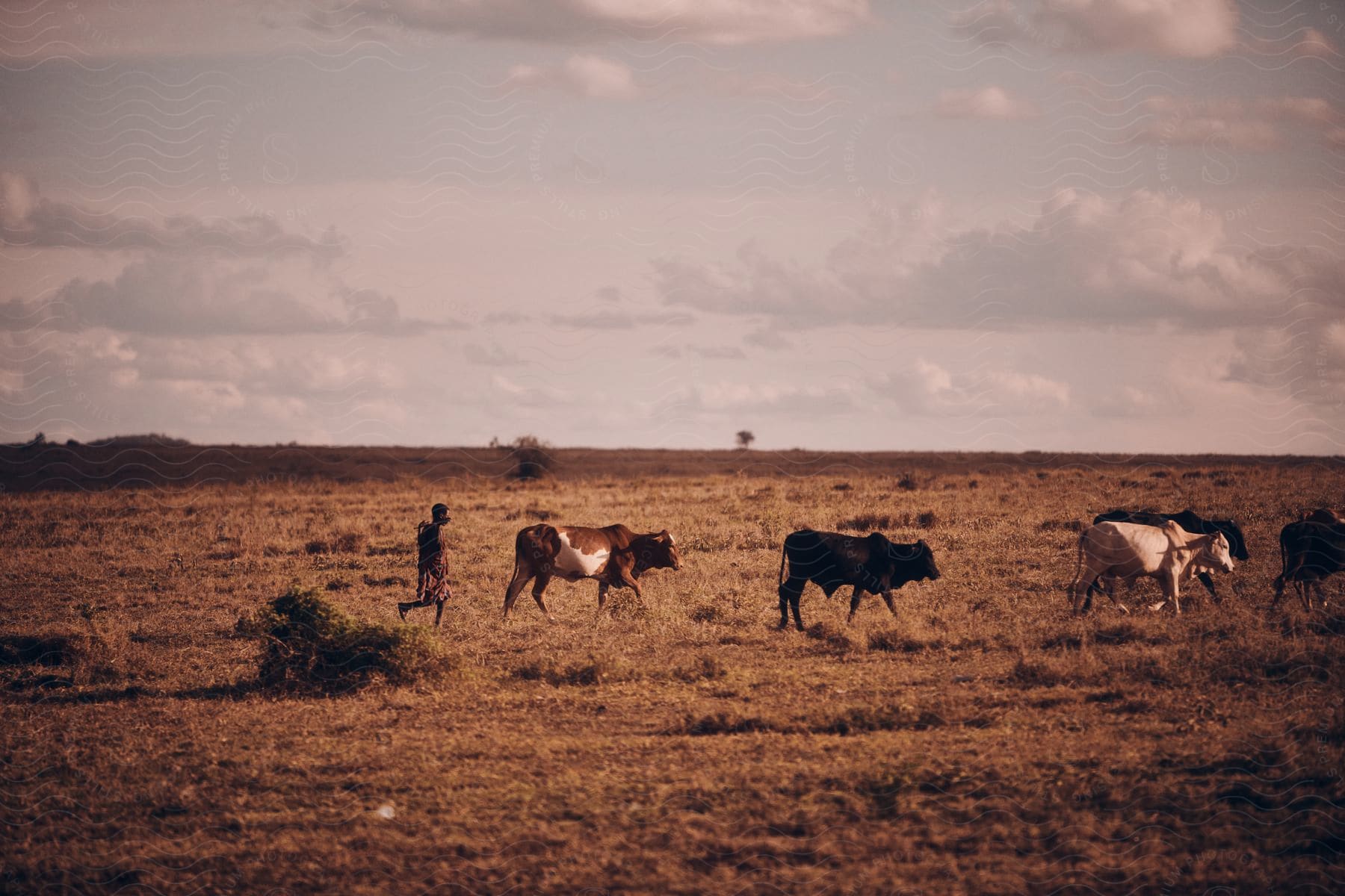 Stock photo of a man walks behind a herd of cattle crossing a dry grass field under a cloudy sky