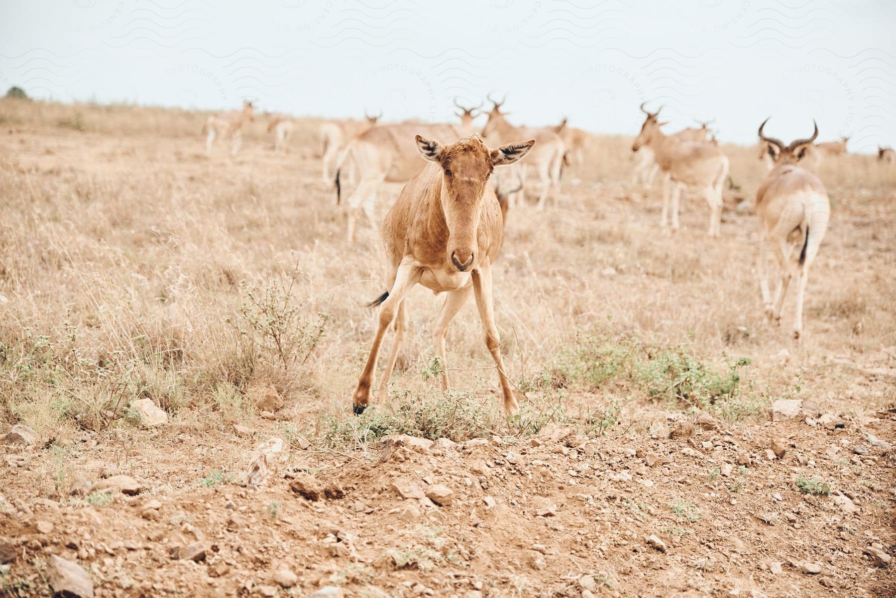 A group of wild cattle grazing in the desert during a safari