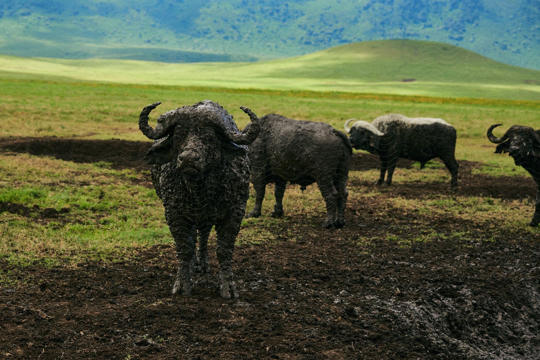 Cattle covered in mud standing in a muddy field in front of a grassy knoll