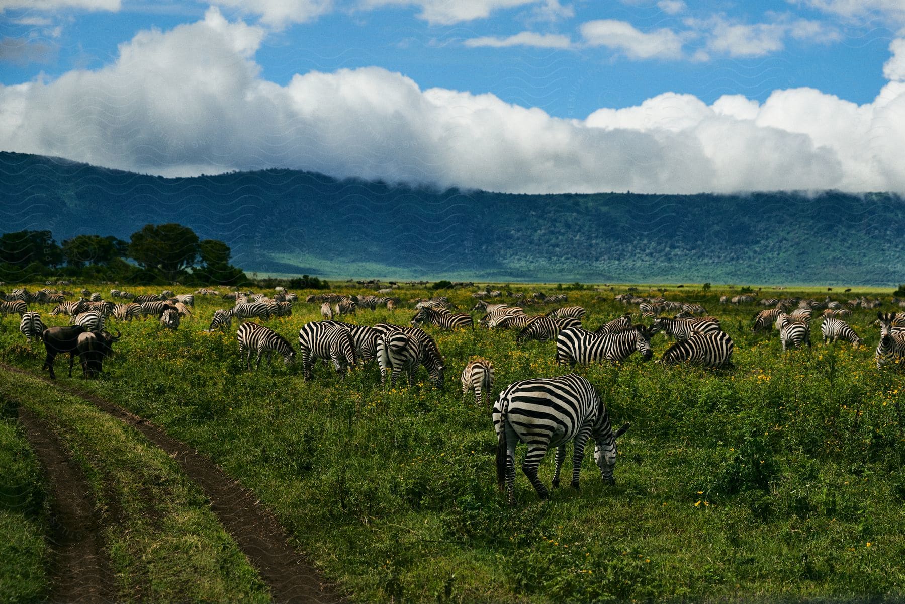 Zebras graze in a grassy field with tire tracks and mountains in the background under a cloudy sky