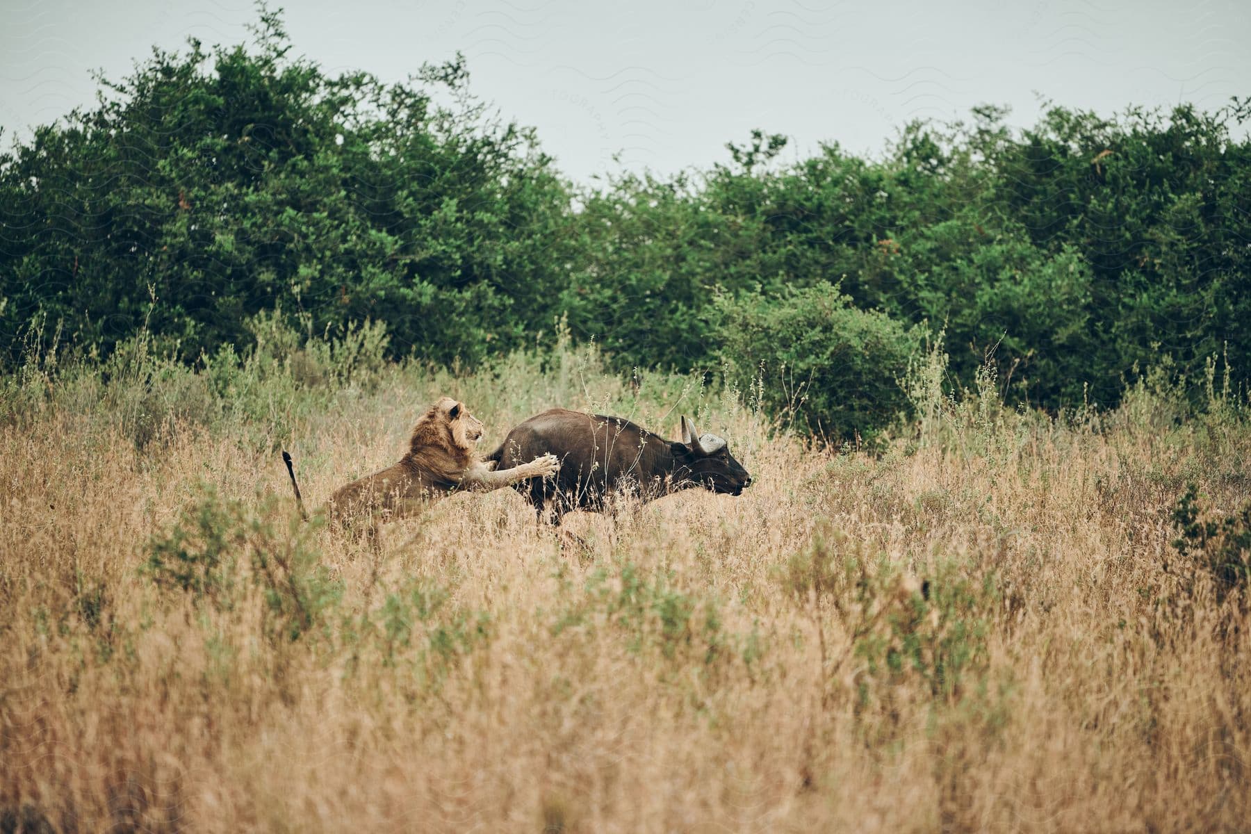 A lion hunting a water buffalo in a field