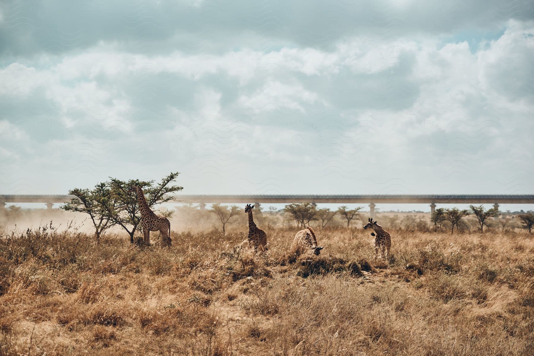 Giraffes on an african plain with an elevated highway in the background