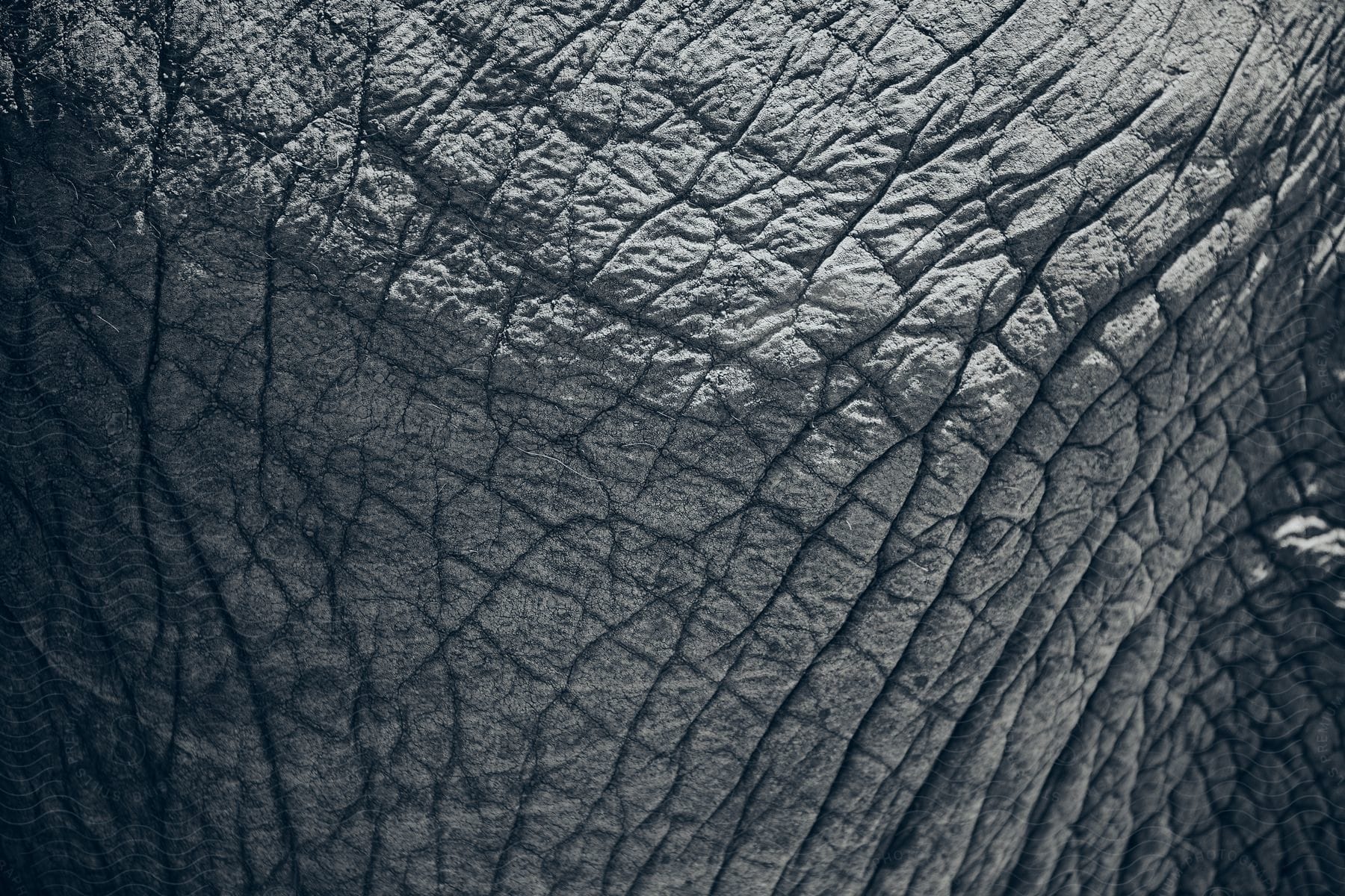 A closeup of wrinkled skin on an elephant