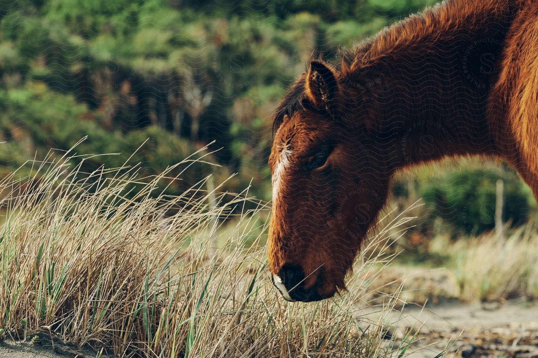 A horses face close up in a grass field