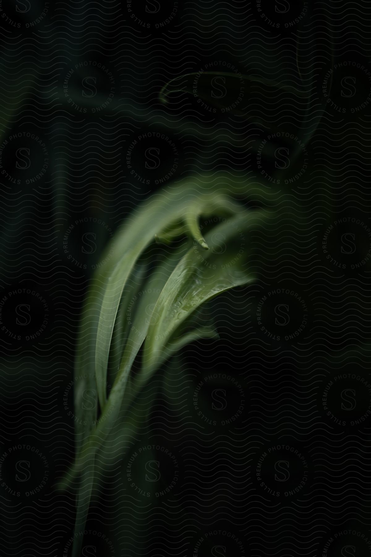 A few wet blades of grass on a dark background