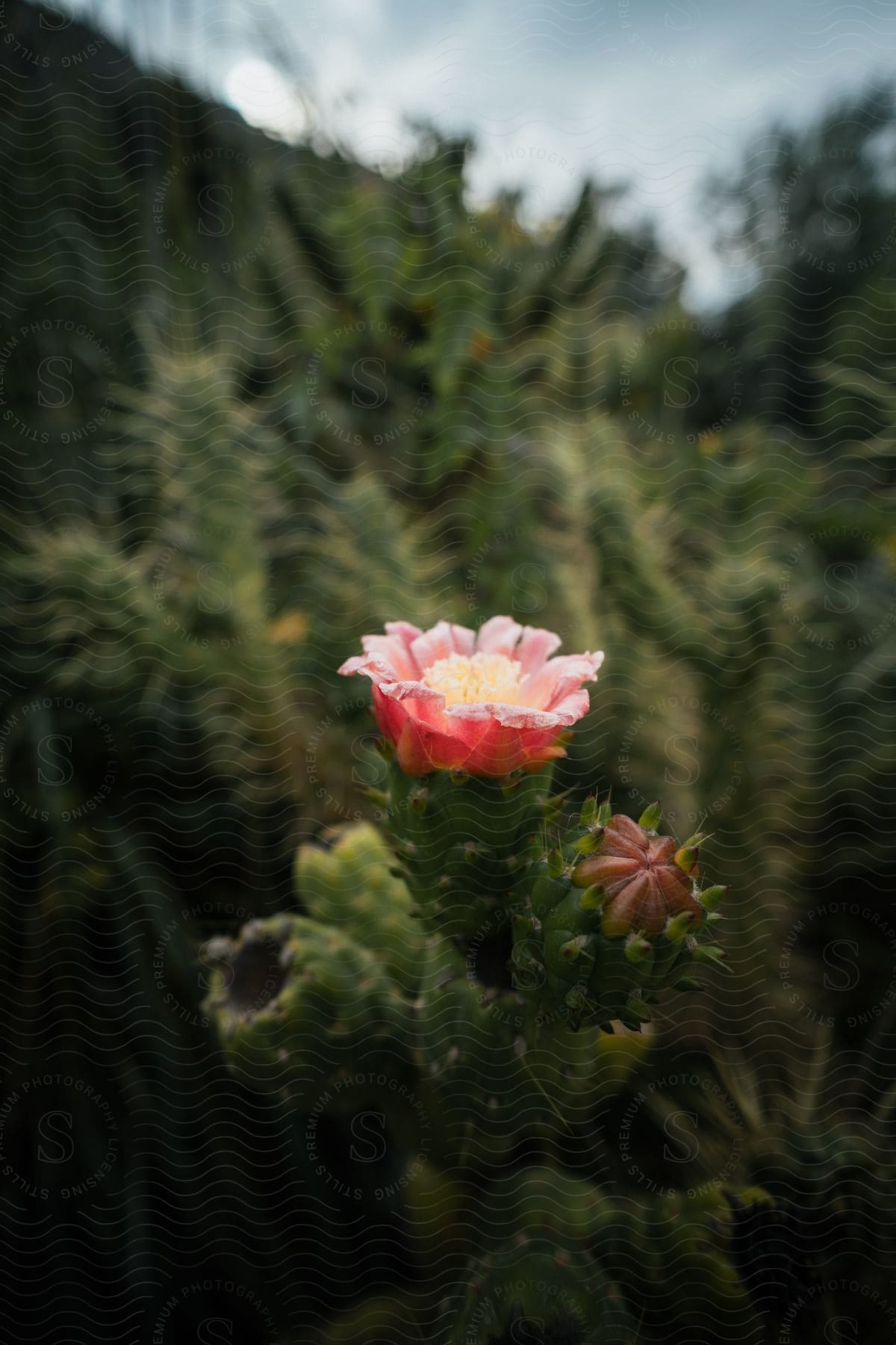 A pink flower with yellow filament blooms amidst trees and plants