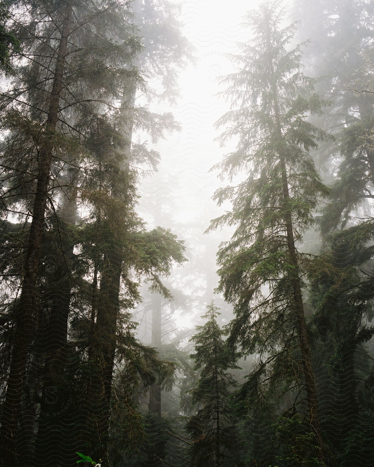 A forest with tall trees and fog