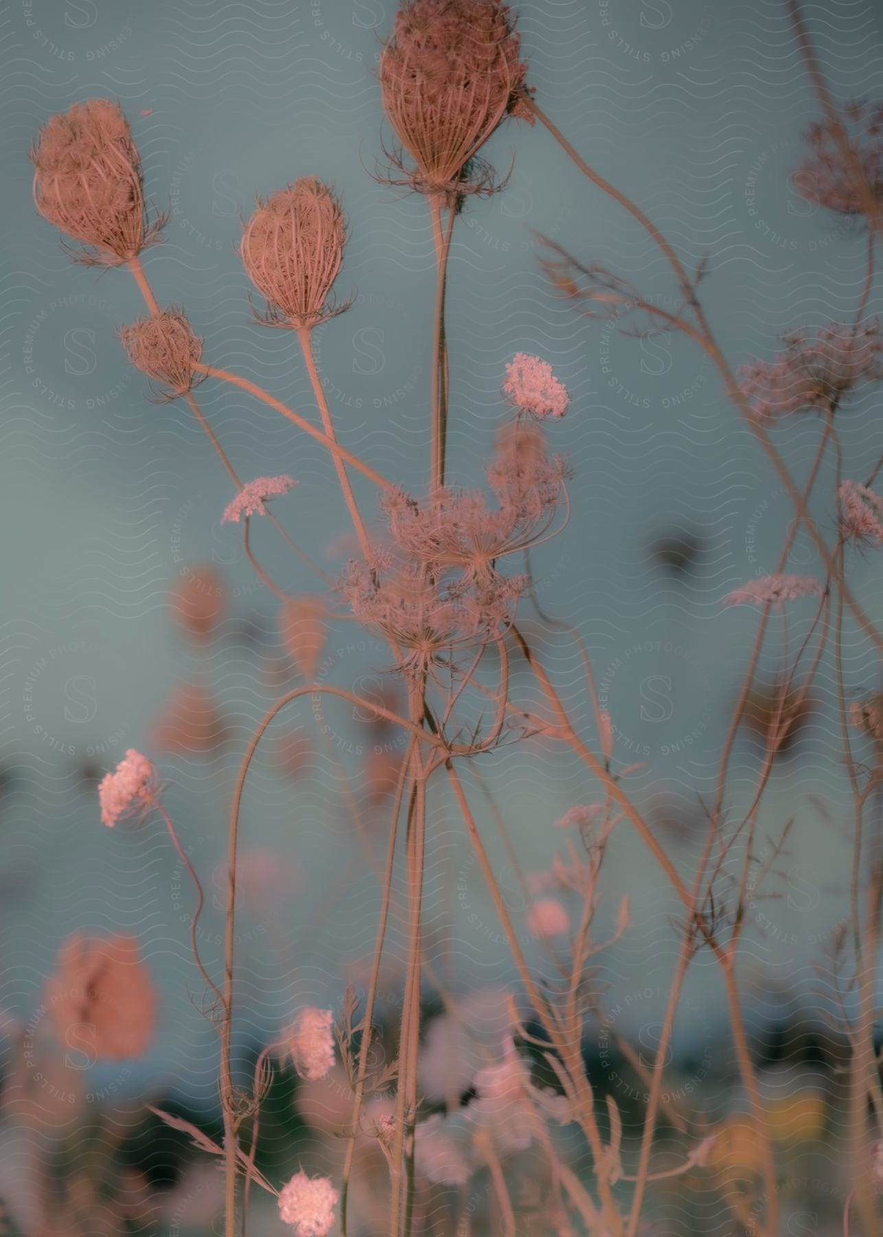 Some flowers on sticks outdoors