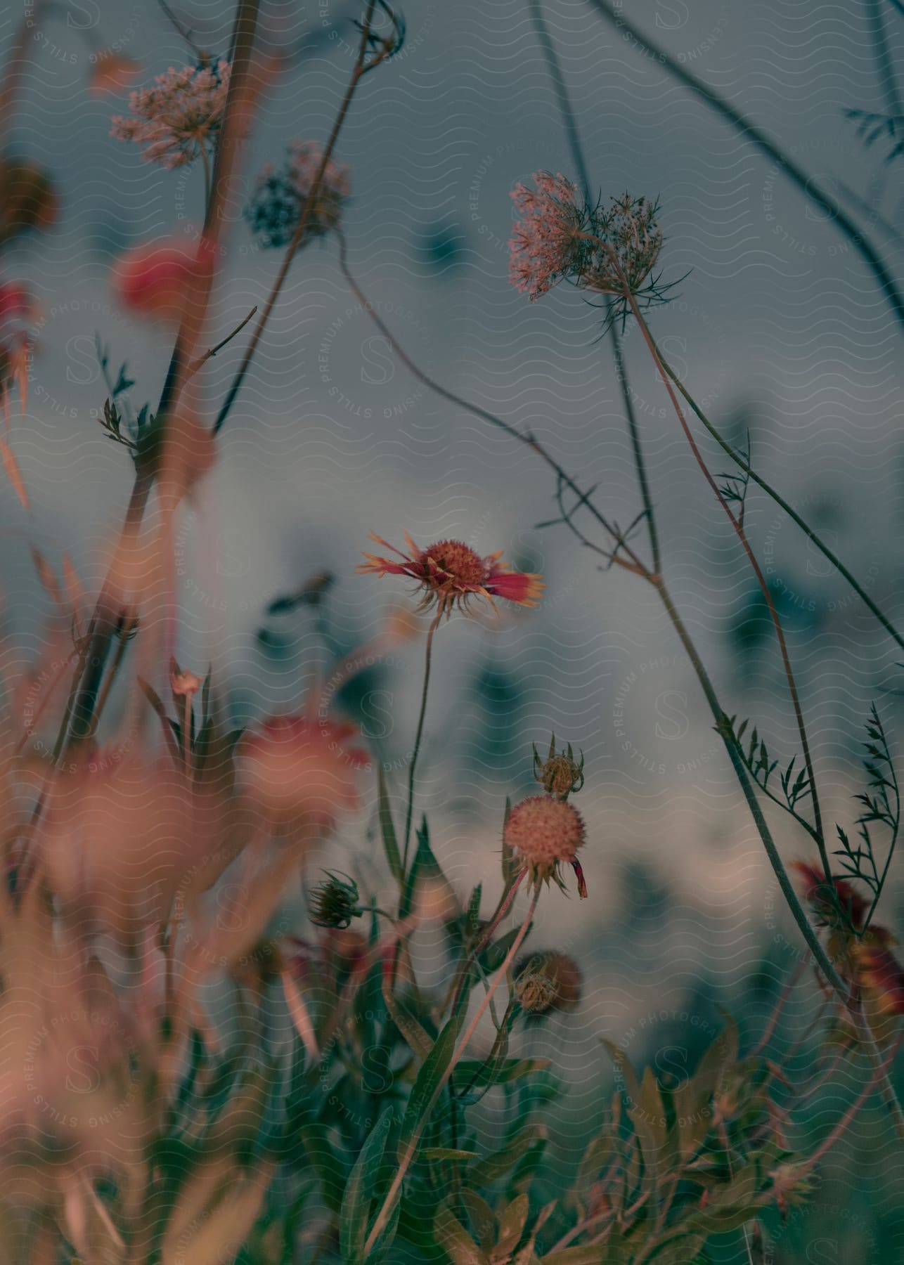 Stock photo of pink wildflowers growing in a field