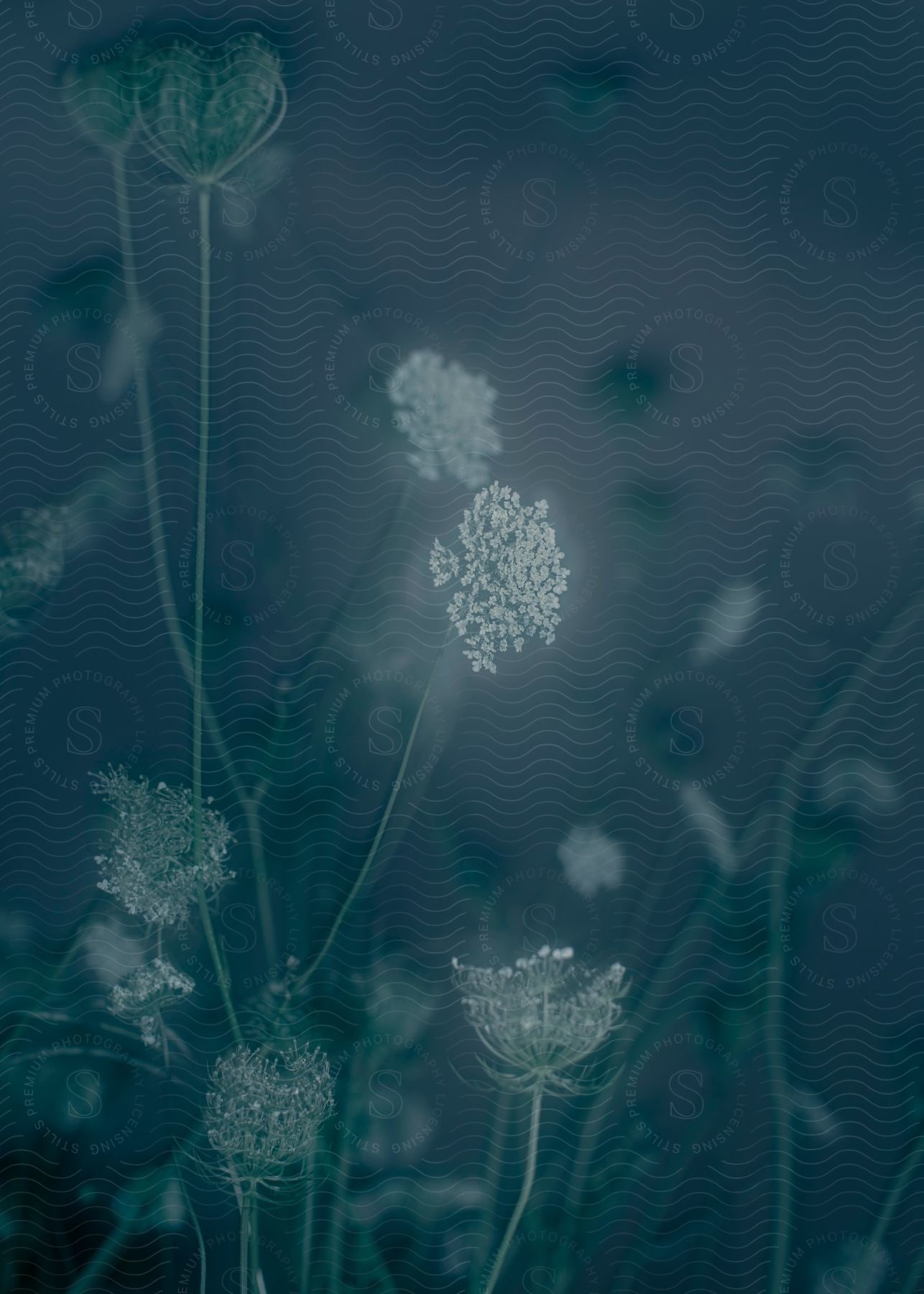 Closeup of white flowers in a field at night