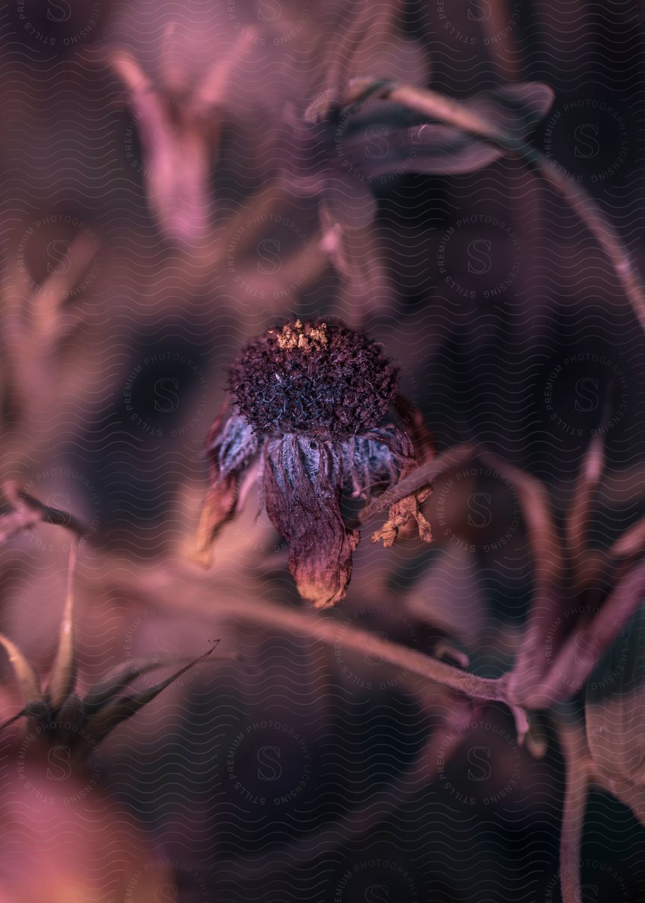 A dead flower on a stick on a plant